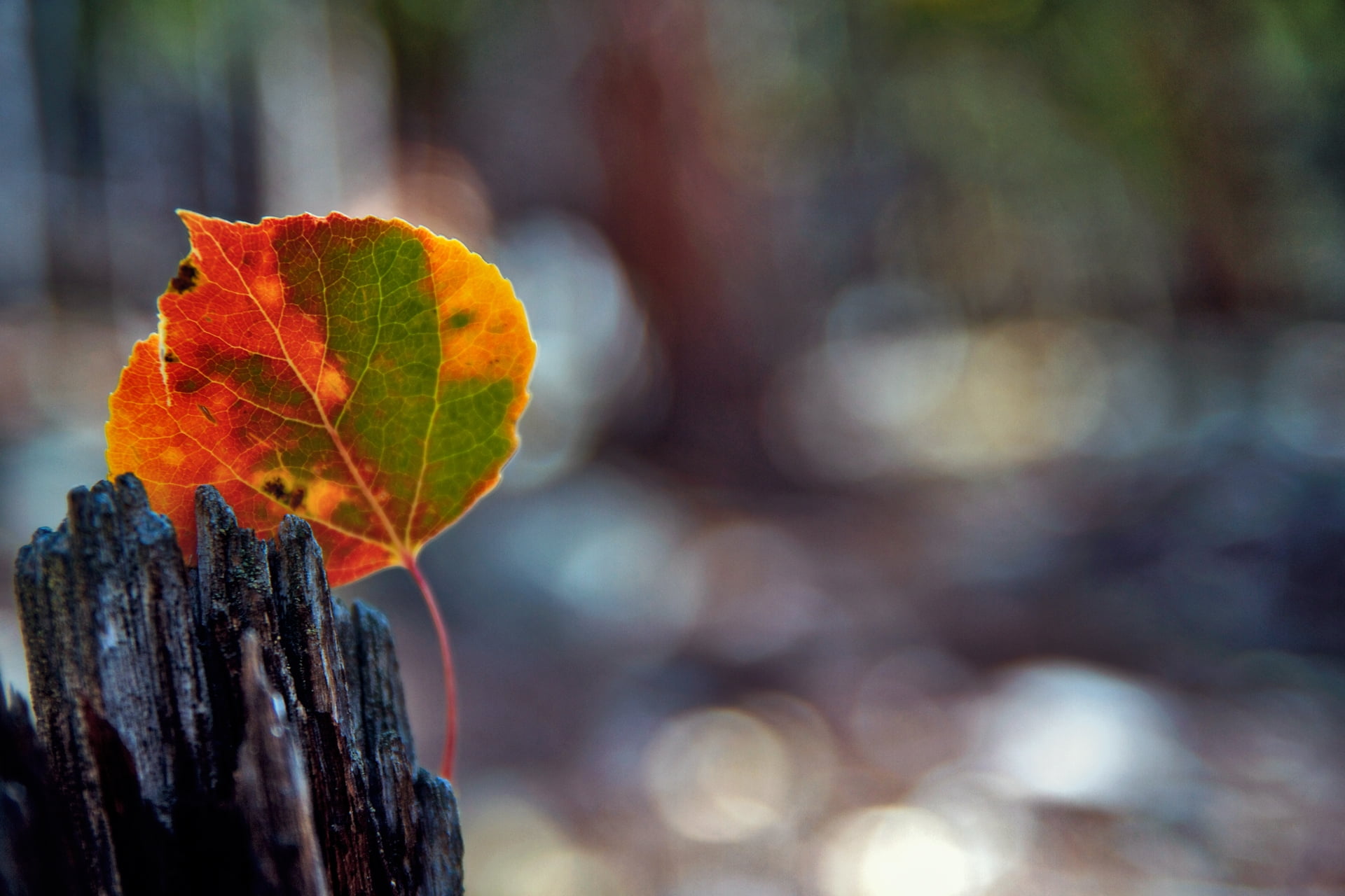 red, fall, no People, multi Colored, falling, nature, plant part, selective focus, bark, leaves, yellow, lush Foliage, day, forest, maple leaf, maple Tree, HD Wallpaper