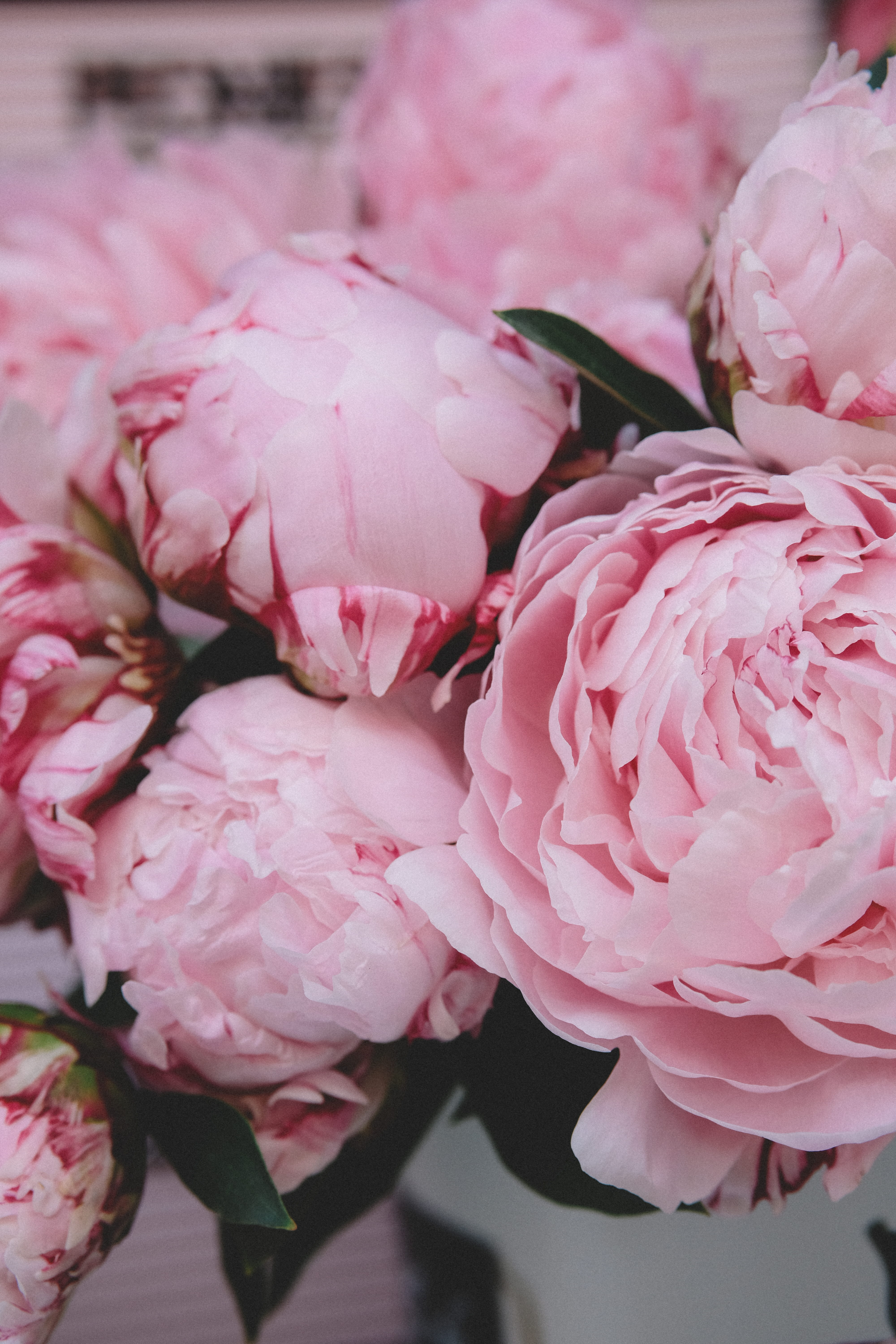 nature, growth, fragility, blossom, plant, bloom, beauty in nature, springtime, pink, vulnerability, freshness, flowering plant, lush, 5K, selective focus, Phone HD Wallpaper