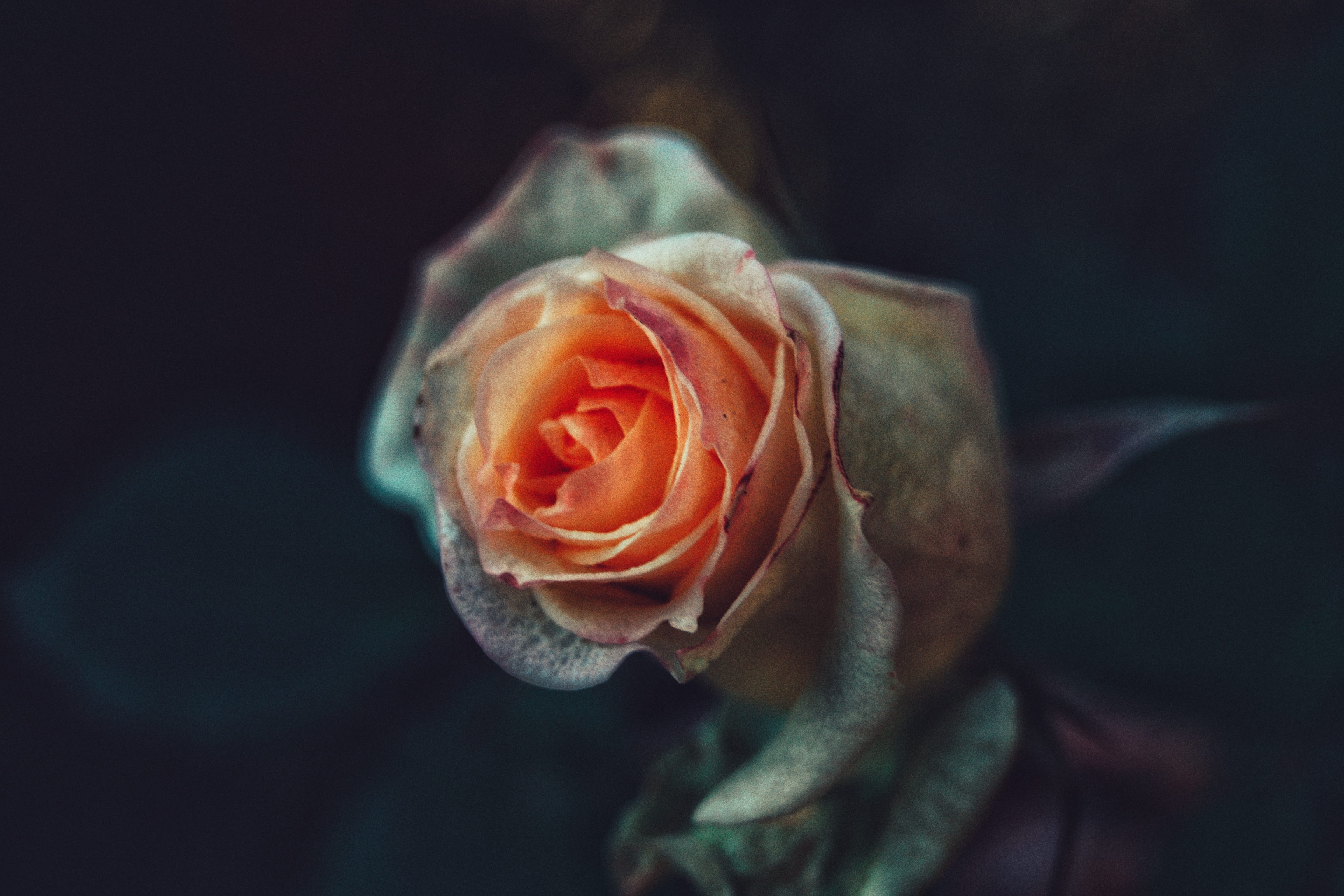 bud, rose - flower, blossom, moody, flower head, plant, freshness, inflorescence, petal, human, south africa, flower, growth, black background, no people, HD Wallpaper