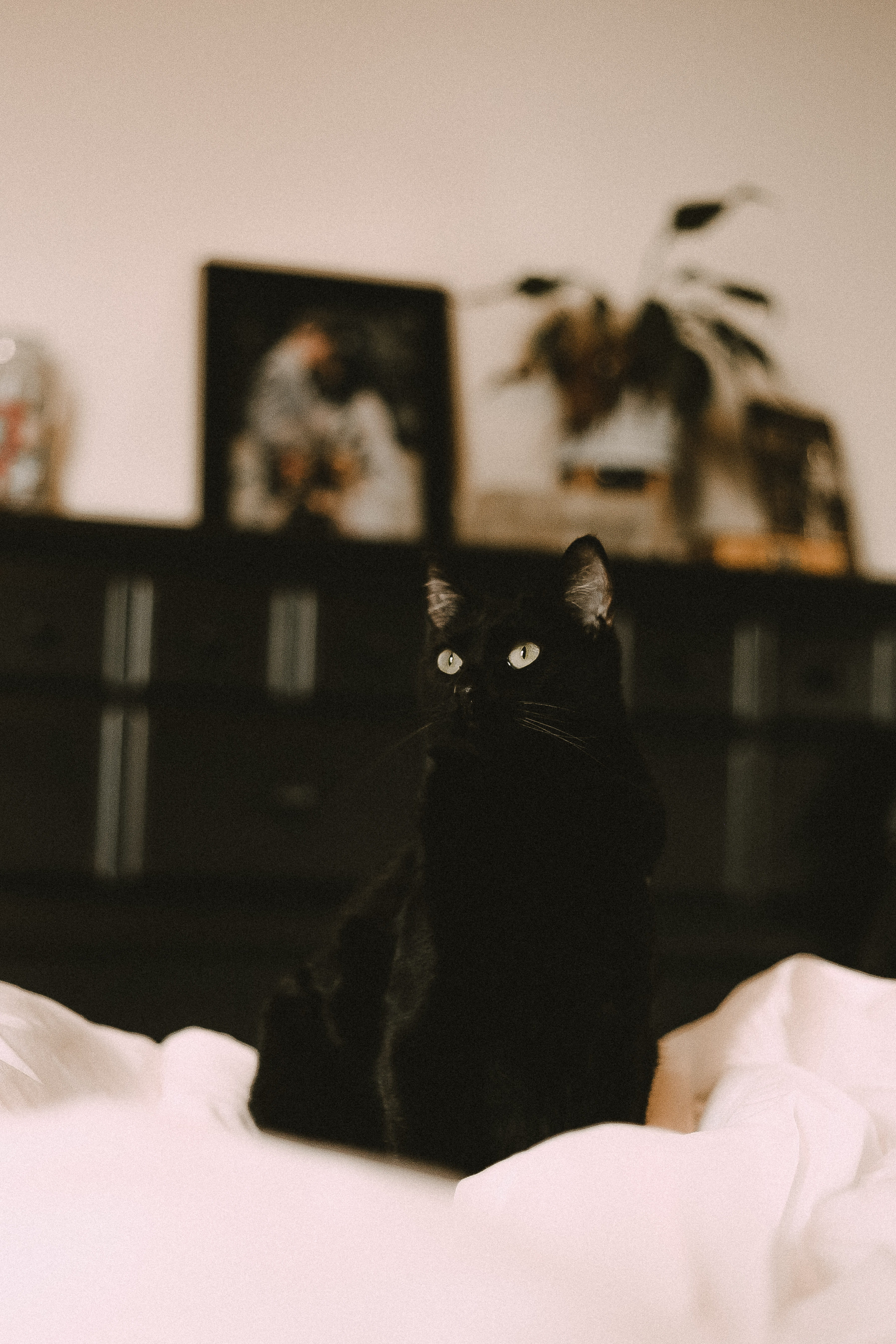 no people, black, 5K, black cats, domestic animals, angora, shelf, indoors, manx, pet, pets, animal, sitting, whisker, white, home interior, grainy, one animal, Phone HD Wallpaper