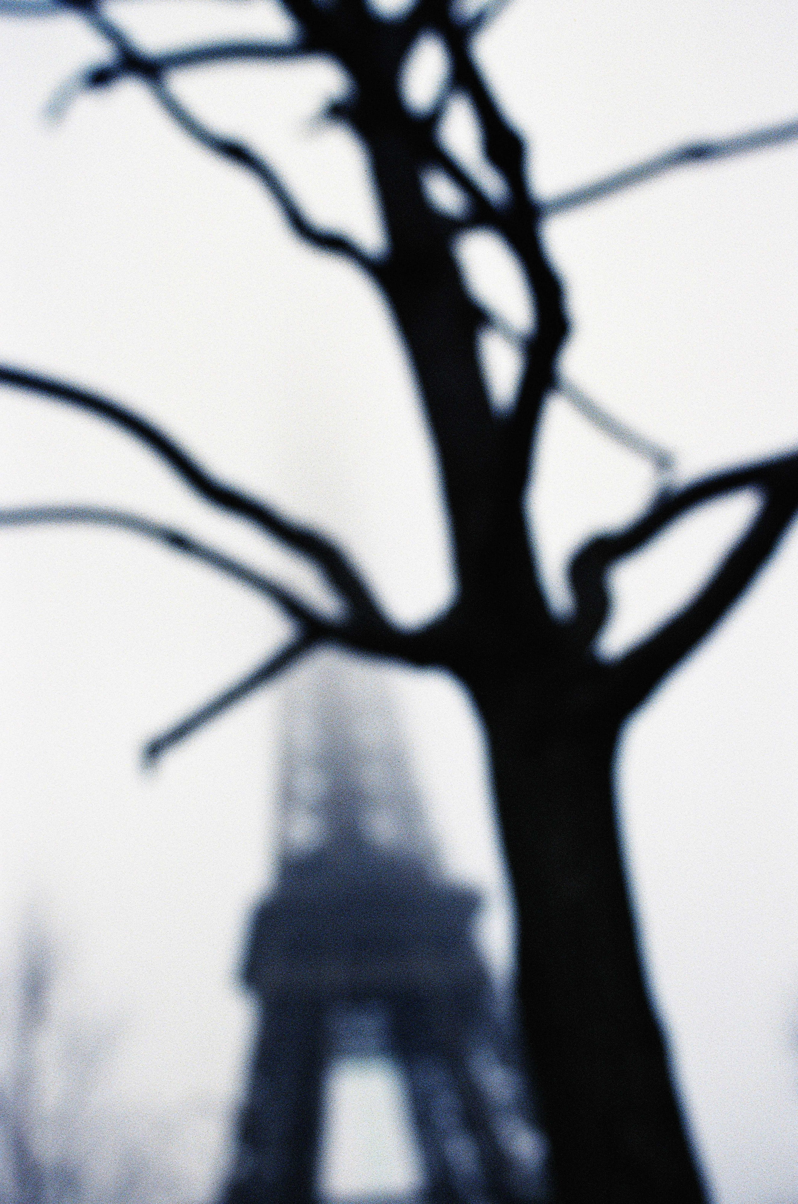 shadow, travel, sight, outdoors, feel, 4K, bare tree, low angle view, eiffel, film, europa, tree, culture, city, blur, town, europe, no people, wire, focus on shadow, Phone HD Wallpaper