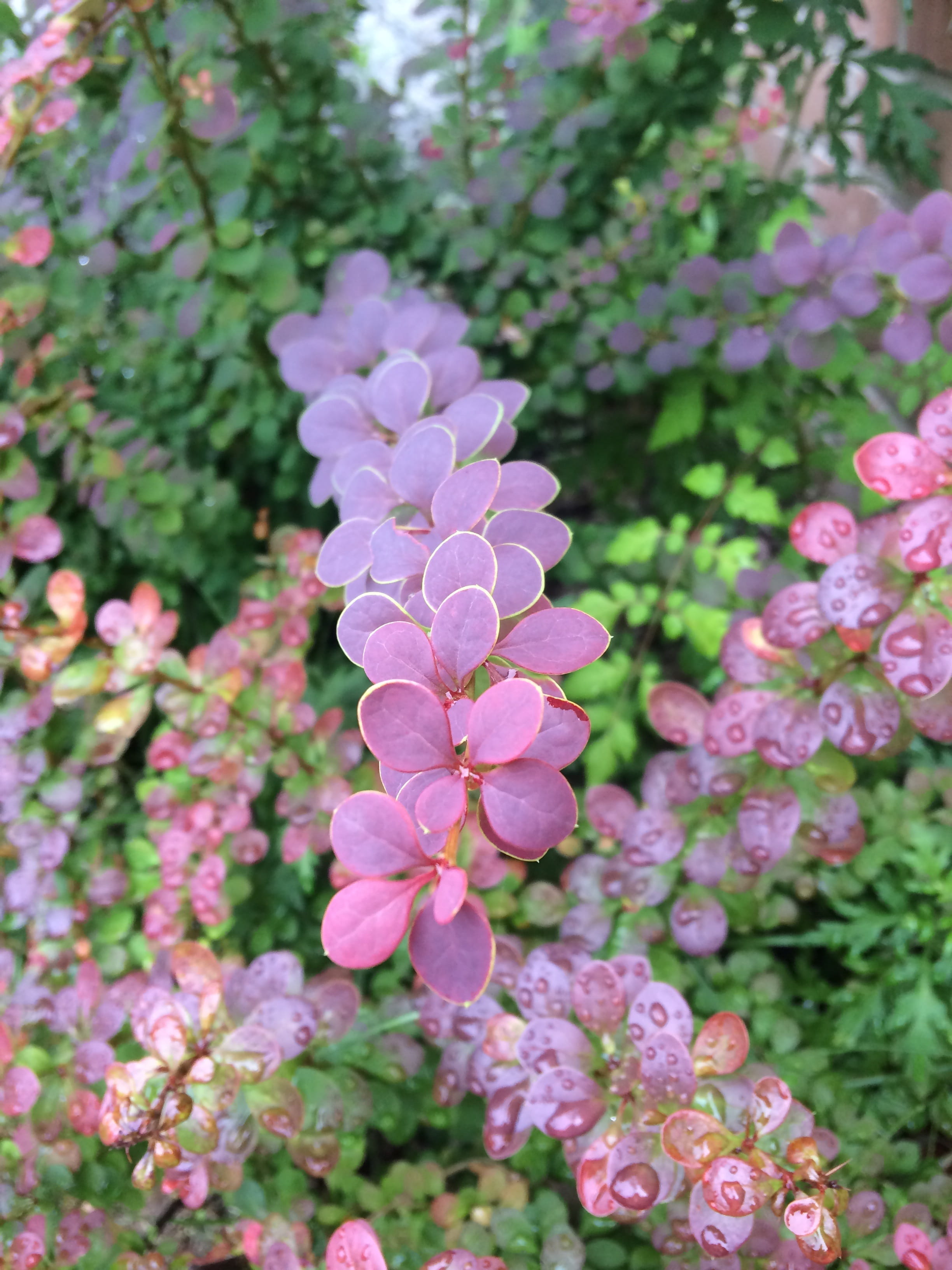 botany, purple, green, pool, leaf, springtime, beauty in nature, plants, state of the union, close-up, park, park - man made space, vulnerability, pink color, Phone HD Wallpaper