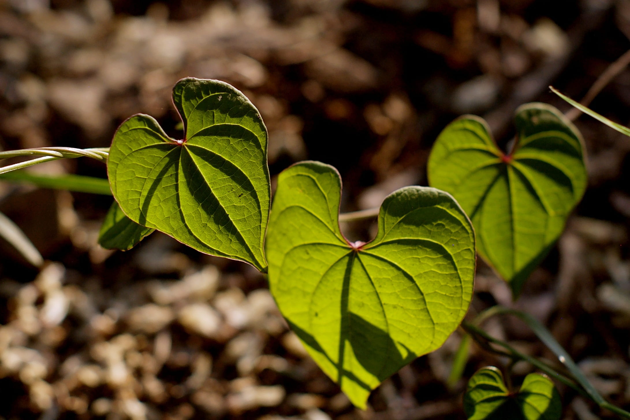 outdoors, abstract, the leaves, growth, vine, agriculture, leaf, state of the union, clover, gardening, plant, day, pool, beauty in nature, green, autumn, HD Wallpaper