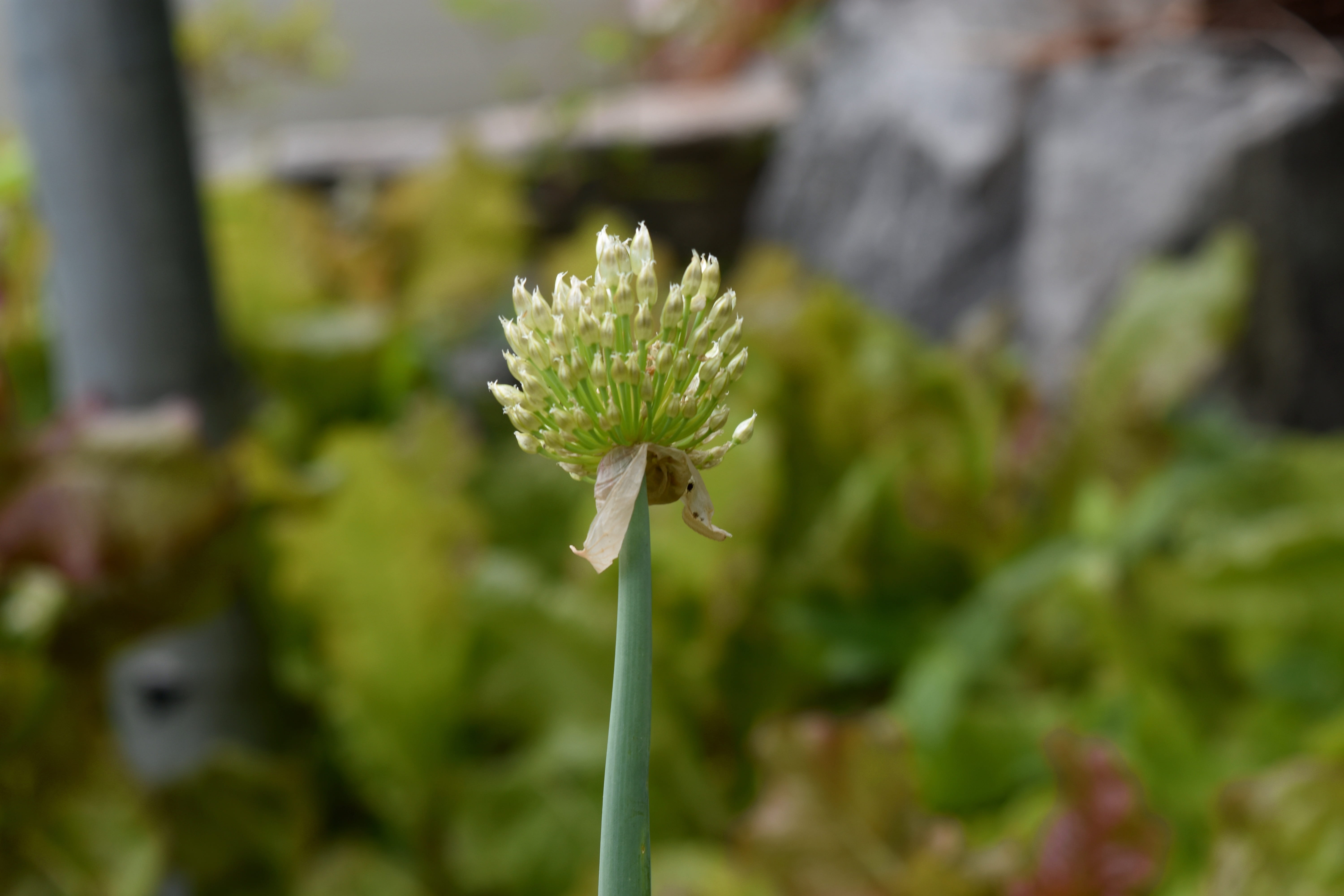 state of the union, inflorescence, plant stem, plant, fragility, growth, freshness, flower, petal, flowering plant, close-up, green color, no people, outdoors, HD Wallpaper