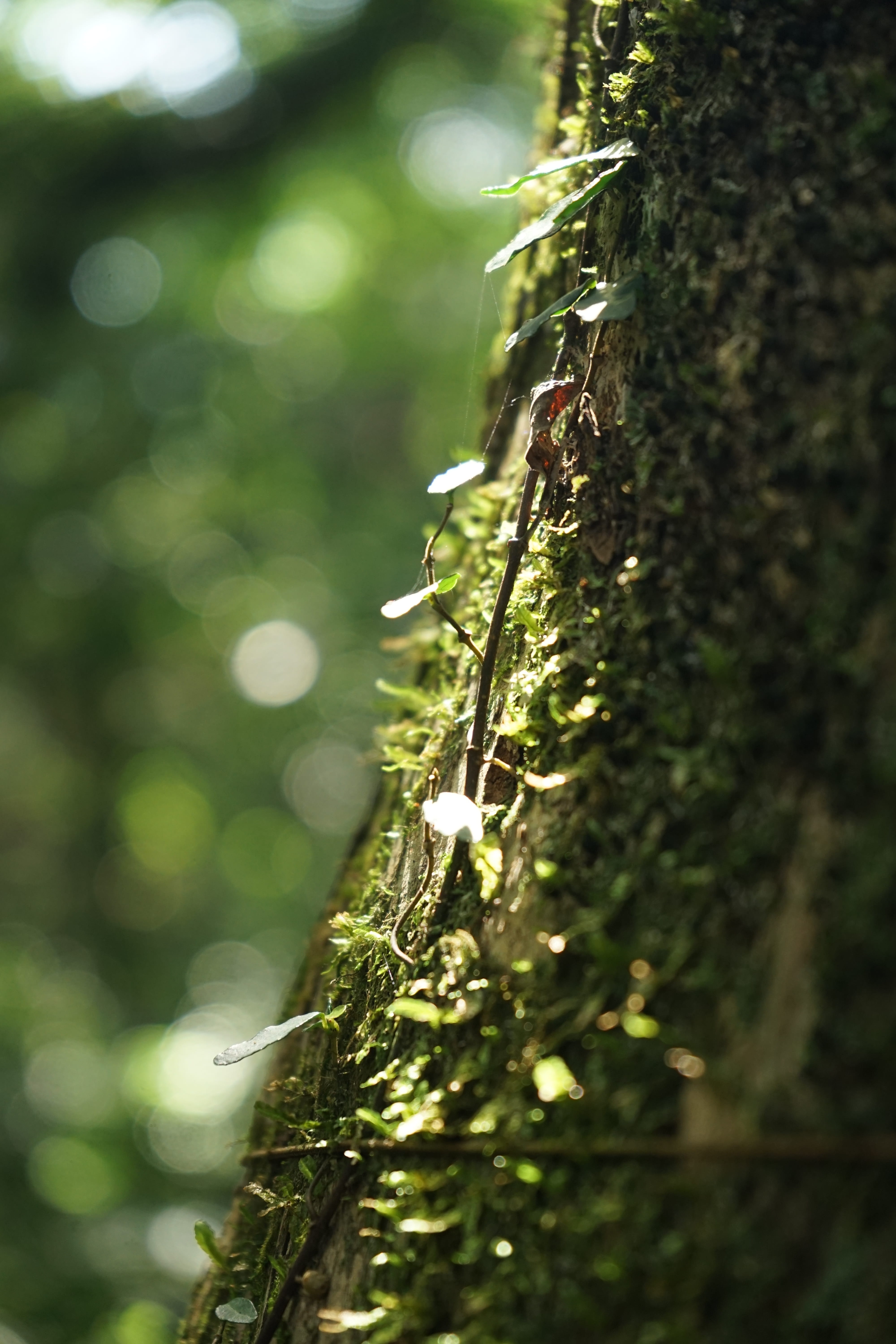 abstract, land, outdoors, 5K, growth, stem, coniferous tree, lichen, selective focus, leaf, beauty in nature, state of the union, trunk, no people, day, Phone HD Wallpaper