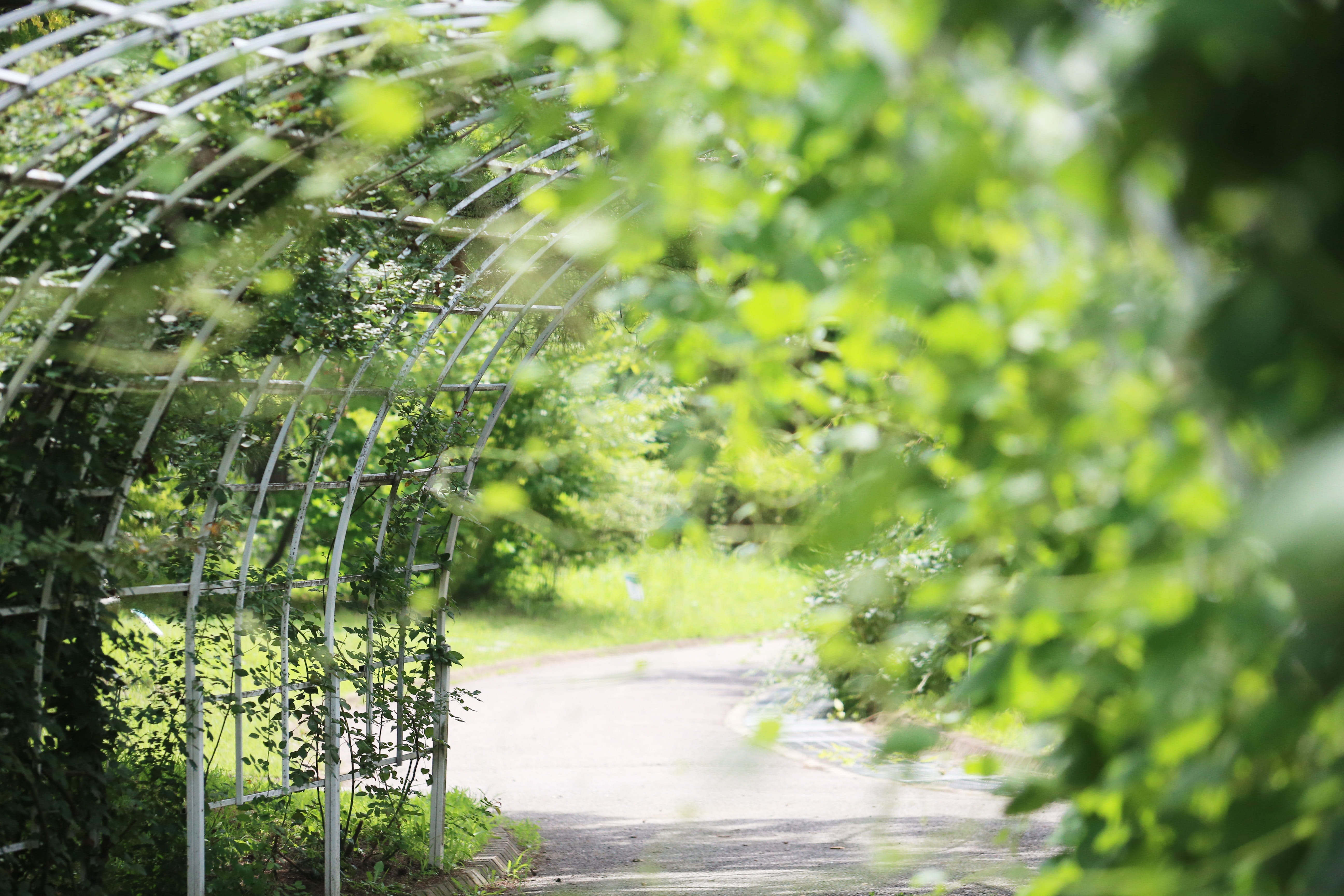 tree, focus on foreground, selective focus, garden, direction, growth, outdoors, plant part, beauty in nature, plant, footpath, tranquility, sunlight, alley, HD Wallpaper