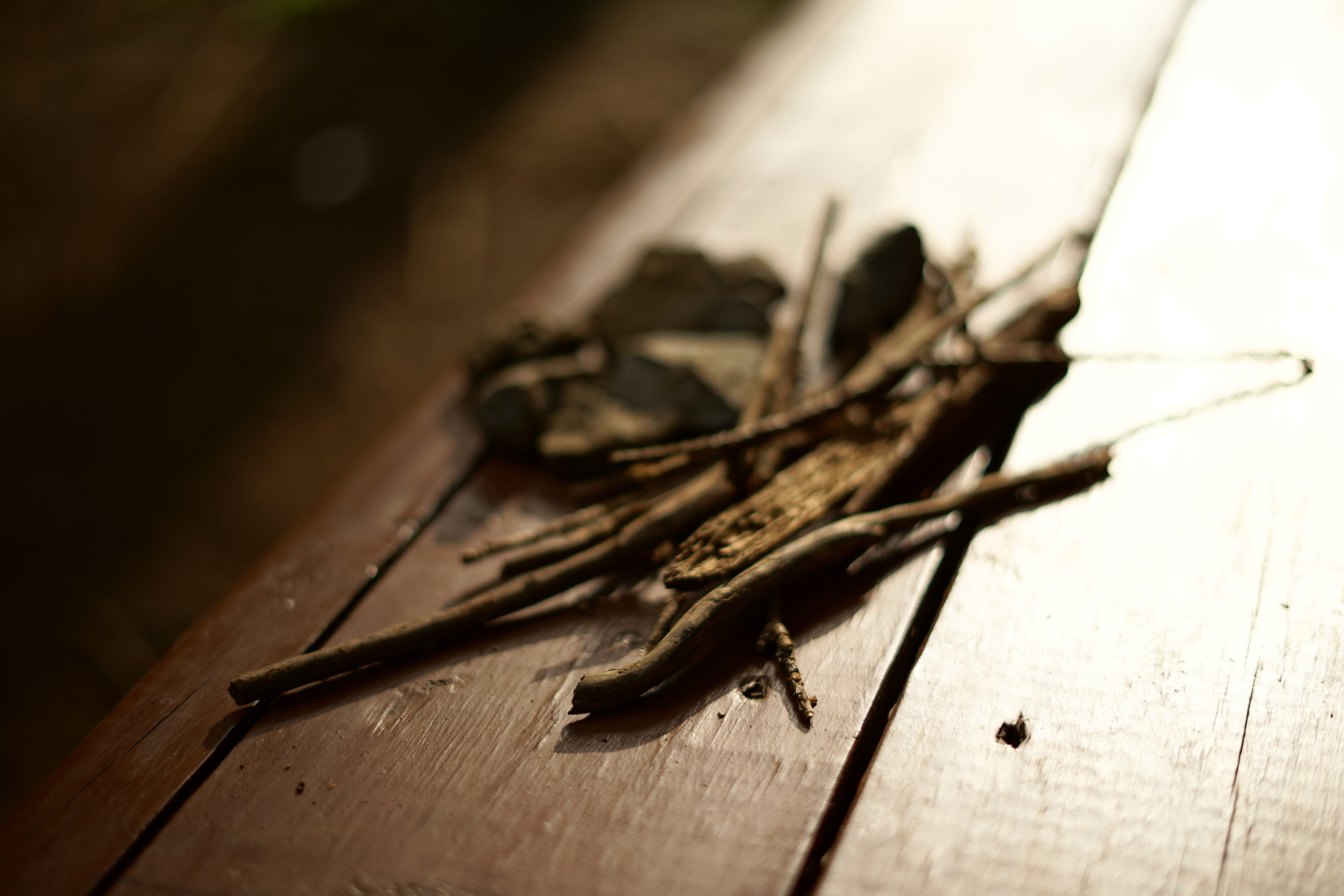selective focus, animal, still life, 5K, shadow, close-up, insect, no people, animal themes, state of the union, indoors, focus on foreground, invertebrate, HD Wallpaper