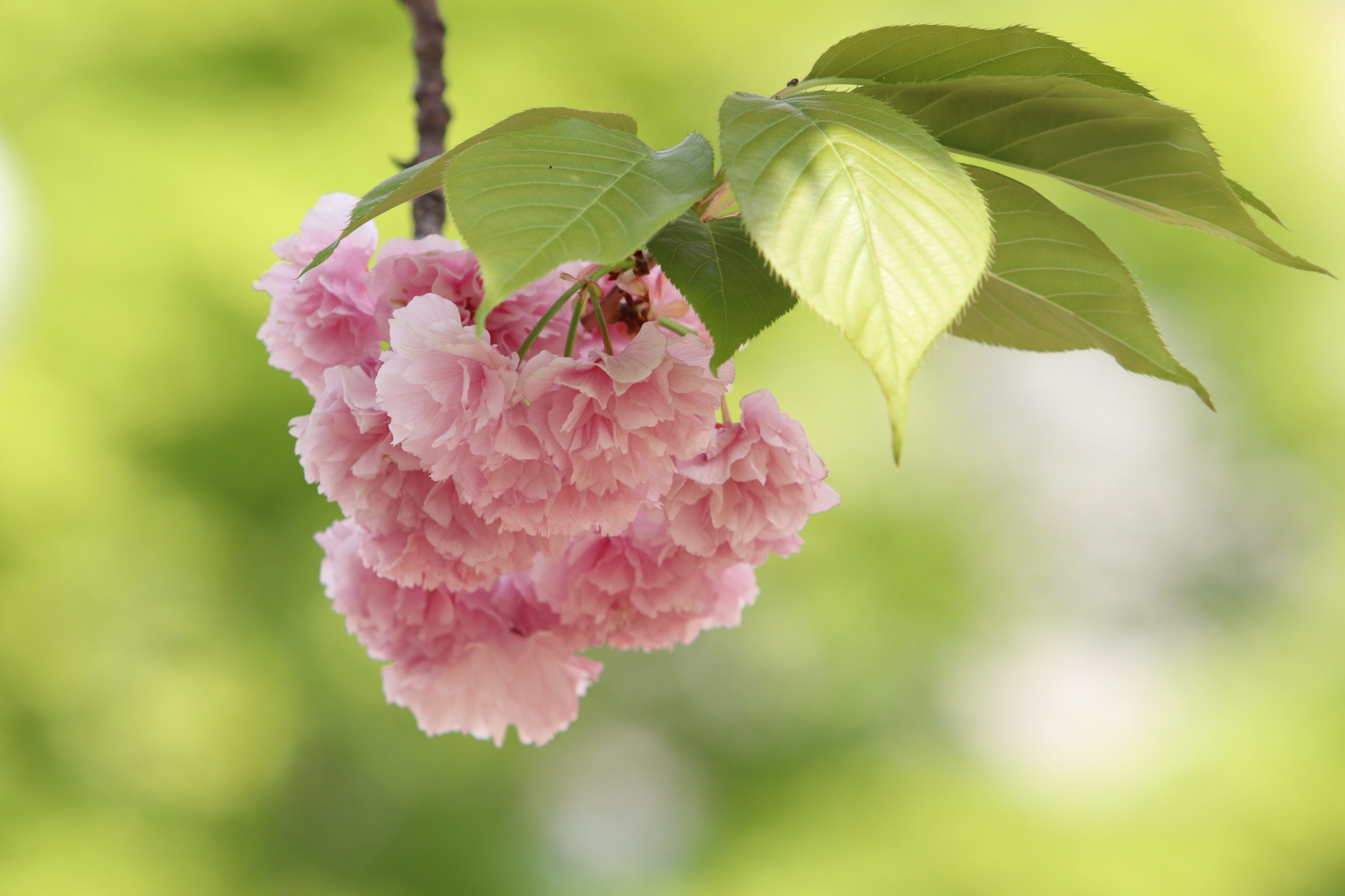 the leaves, petal, leaf, flowering plant, nature, state of the union, plant, focus on foreground, inflorescence, beautiful, plant part, outdoors, no people, HD Wallpaper