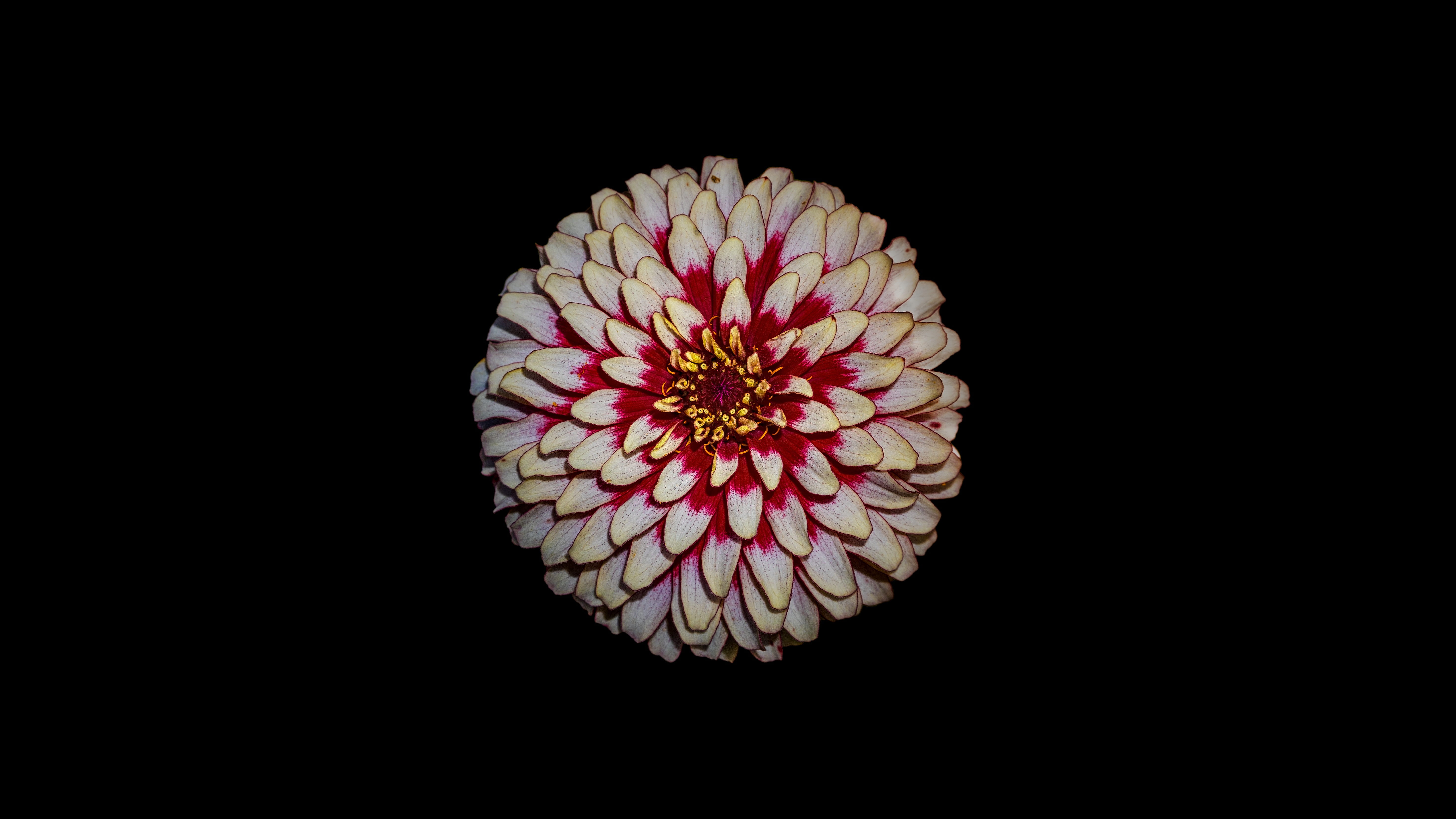 bloom, 5K, blossom, close-up, close, inflorescence, no people, flower, photo, structure, flower head, regulation, isolated, flowering plant, HD Wallpaper