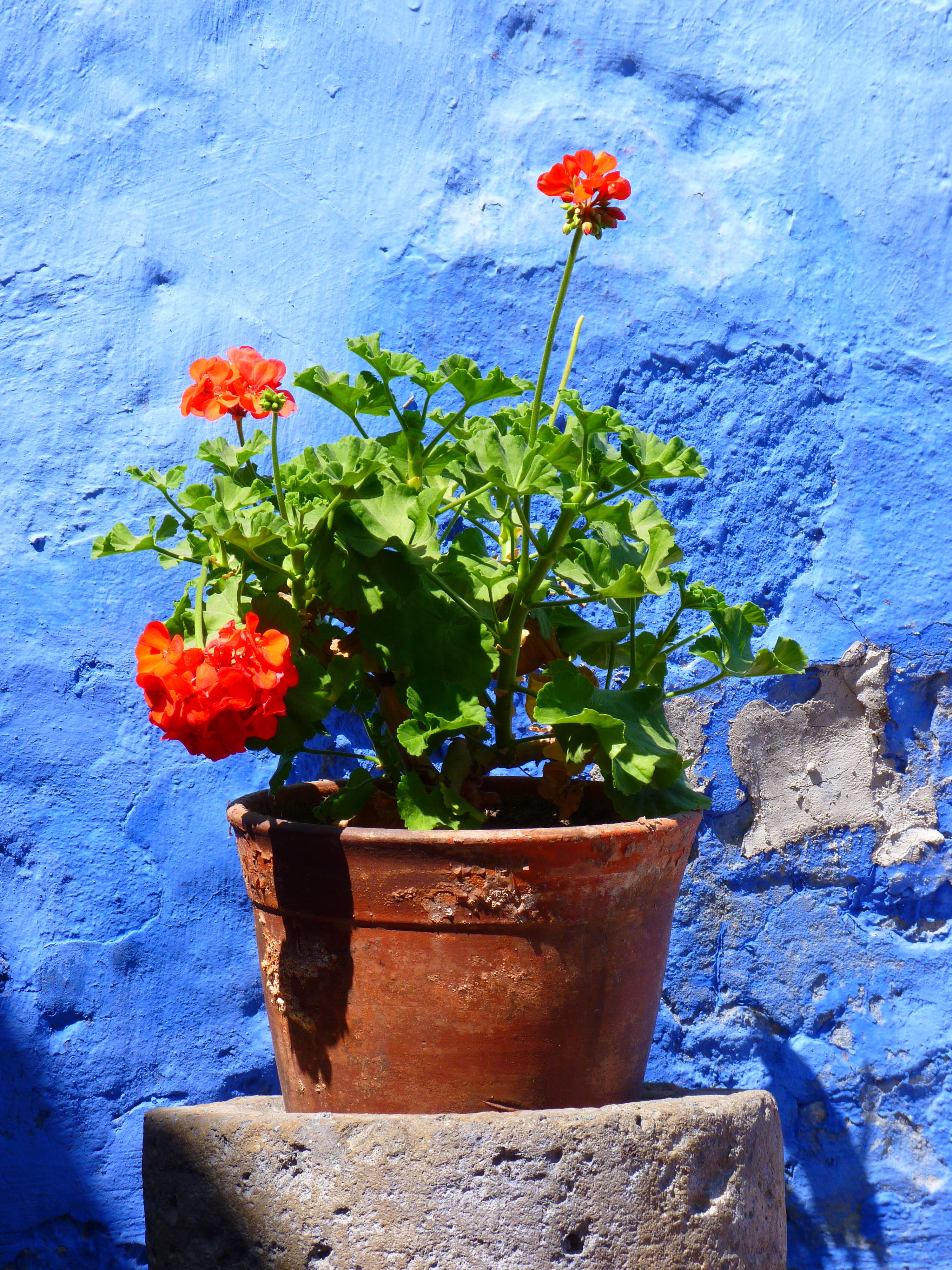 wall, flower, color, brown, flower head, Decoration, hauswand, blue, close-up, 4K, no people, flowers, potted plant, Flowerpot, vulnerability, Plant, petal, Phone HD Wallpaper