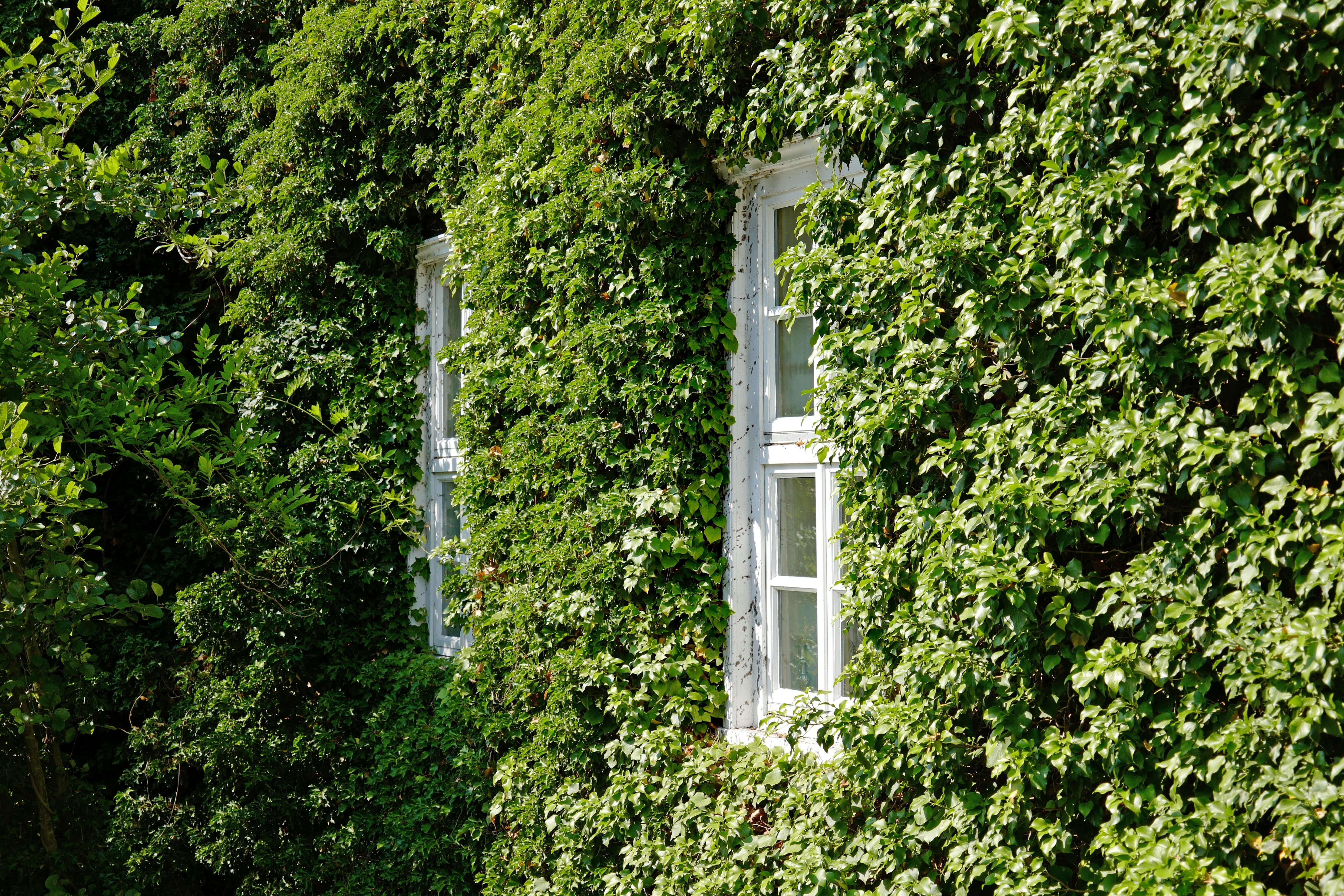 leaf, building exterior, plant part, tree, outdoors, tranquility, green color, green, beauty in nature, nature, window, land, hedge, creeper plant, built structure, HD Wallpaper