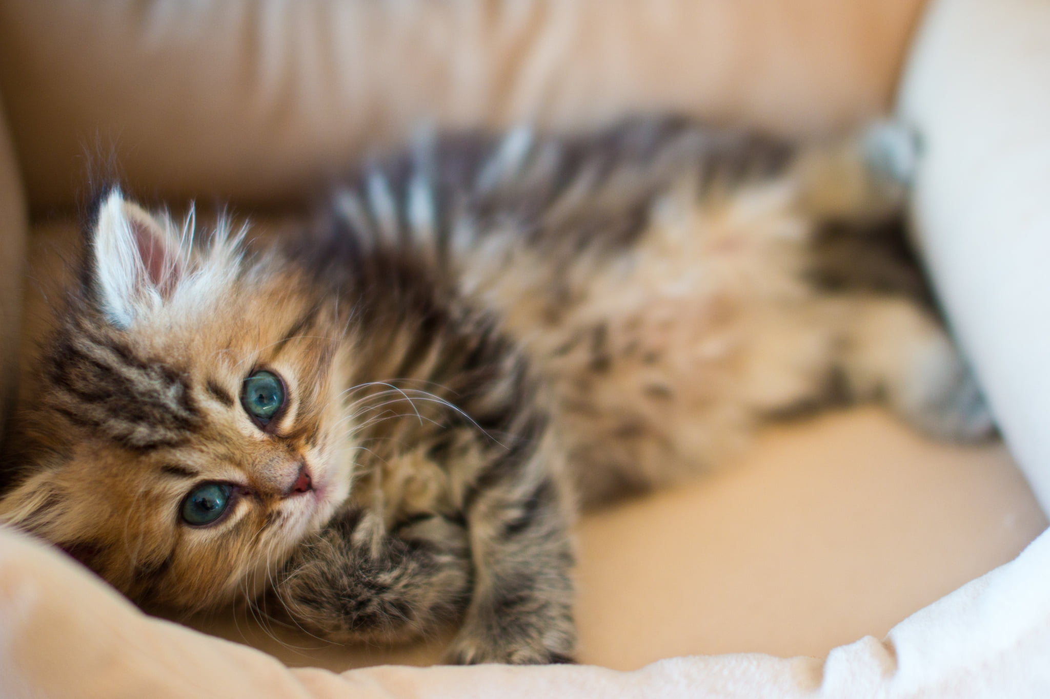 kitty, kitten, face, fur, one animal, domestic, looking, resting, 1080P, tabby, down, mammal, fluffy, love, domestic Life, young Animal, beauty, close-up, HD Wallpaper