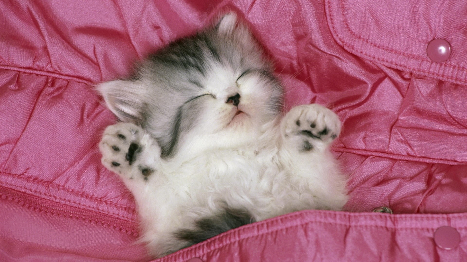 white, 1080P, animal head, whisker, animal themes, young Animal, domestic, vertebrate, fun, kitten, cute, persian Cat, domestic Animals, feline, spotted, HD Wallpaper