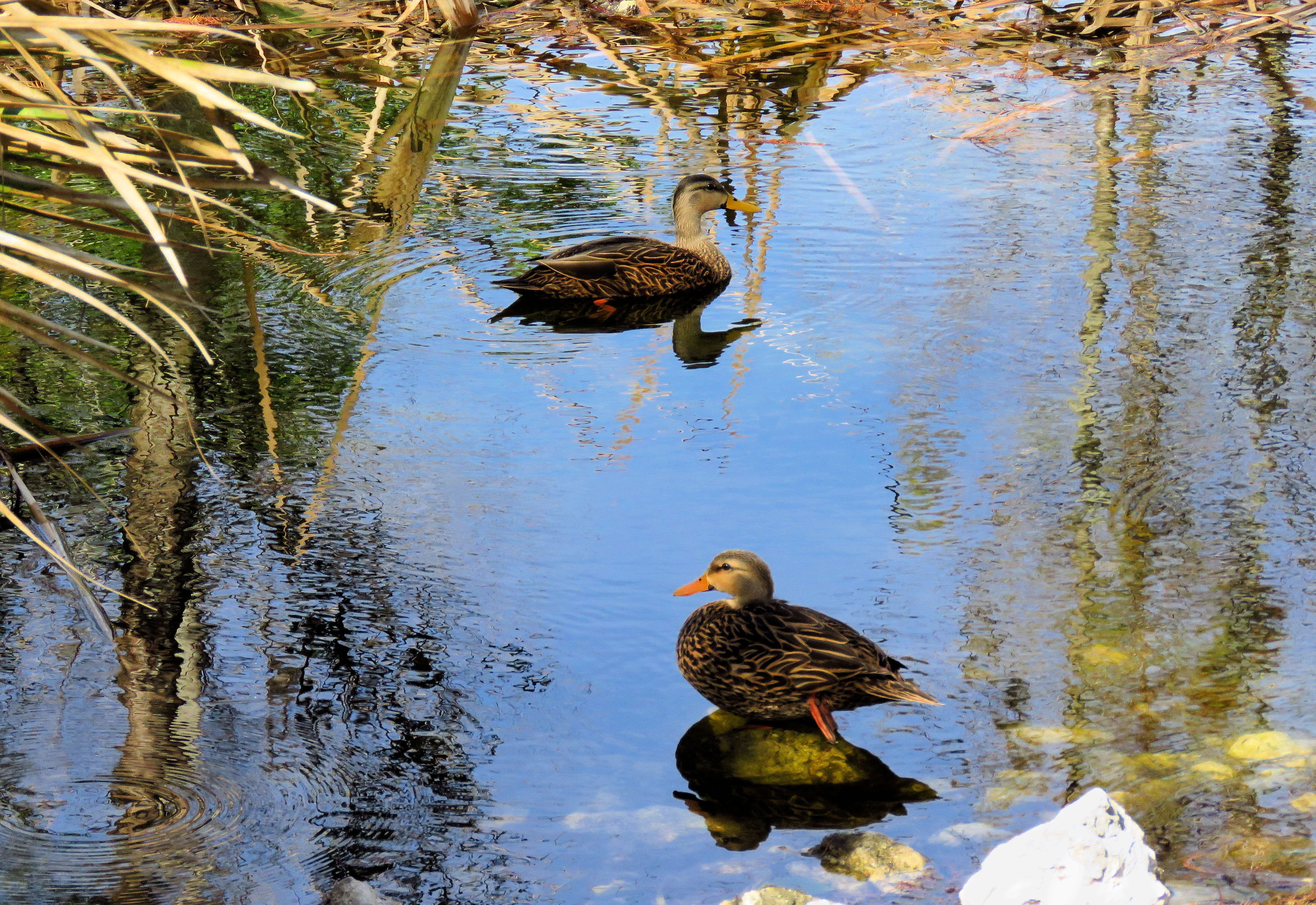 4K, duck, animal wildlife, water, ducks, animal themes, mallard duck, vertebrate, no people, group of animals, reflection, wildlife, wild, pond, two animals, HD Wallpaper