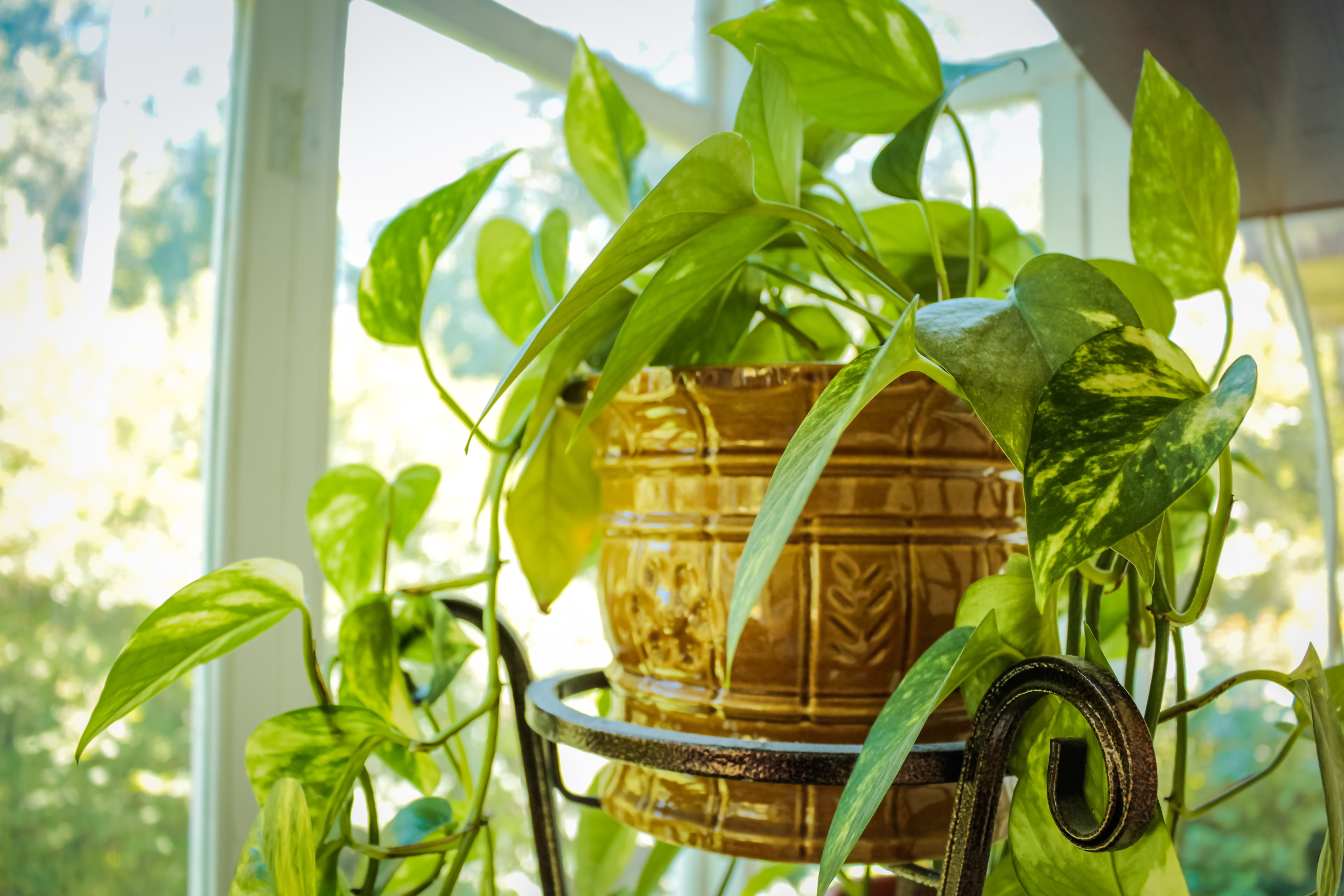 in a pot, green, indoors, balcony, container, home flower, house plant, plant, close-up, growth, nature, green color, jar, leaves, plants, 5K, basket, HD Wallpaper