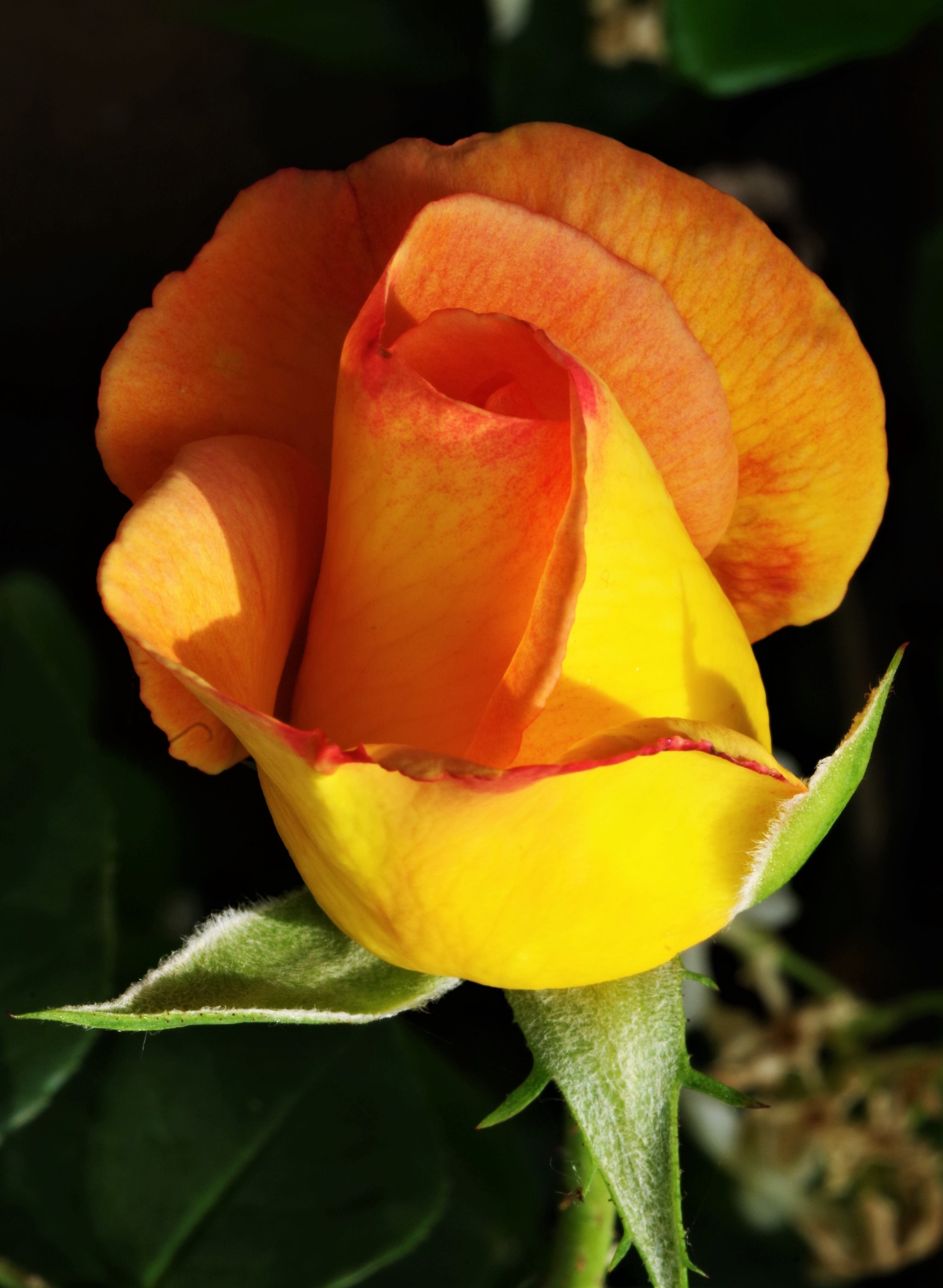 plant, close-up, pink mottled, rose, fragility, rose - flower, focus on foreground, no people, yellow, flower, vulnerability, yellow rose, nature, orange color, Phone HD Wallpaper