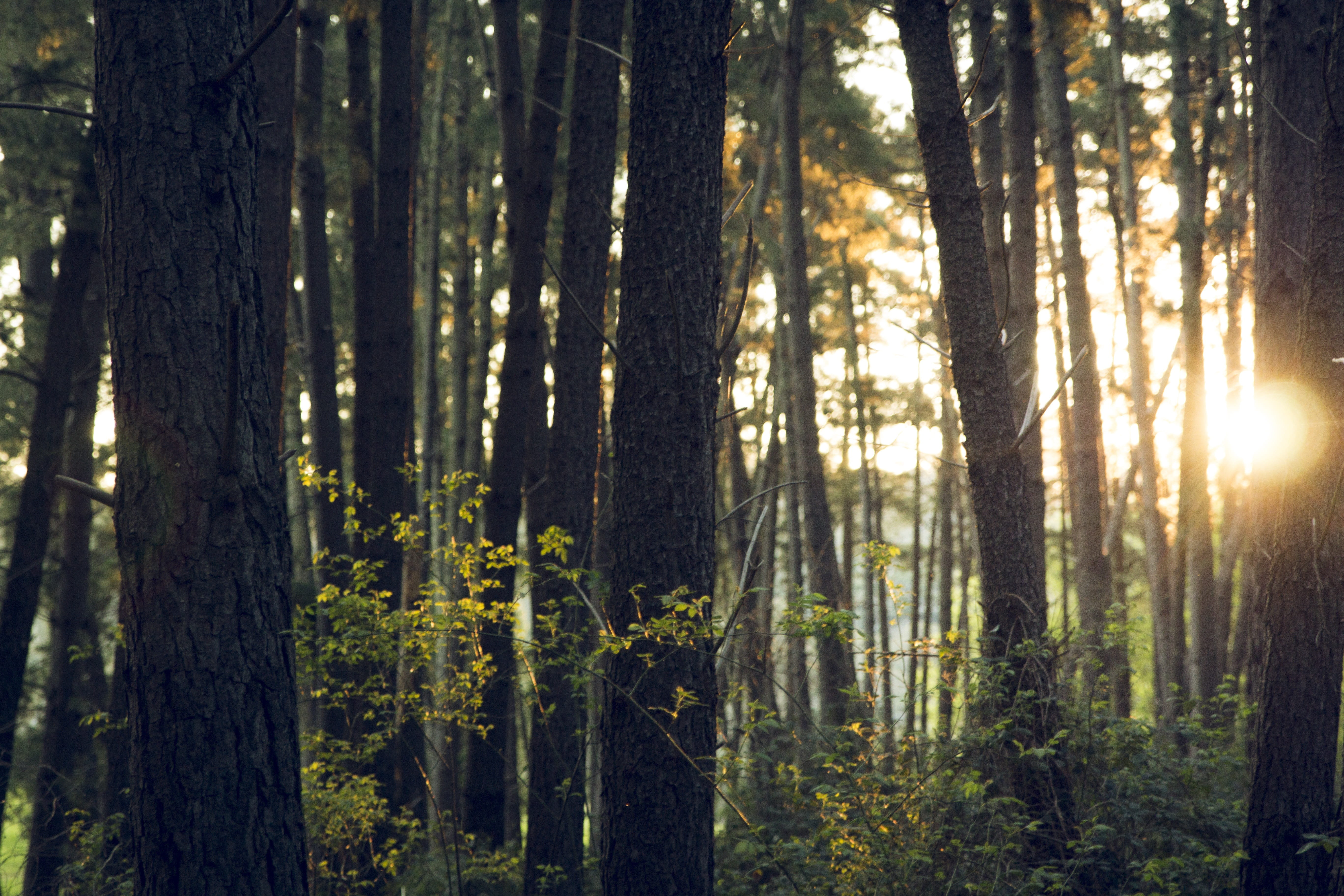 plant, day, tranquil scene, tree trunks, no people, beauty in nature, bamboo - plant, rainforest, woodland, tree trunk, outdoors, wood, forest, tall, sun, HD Wallpaper