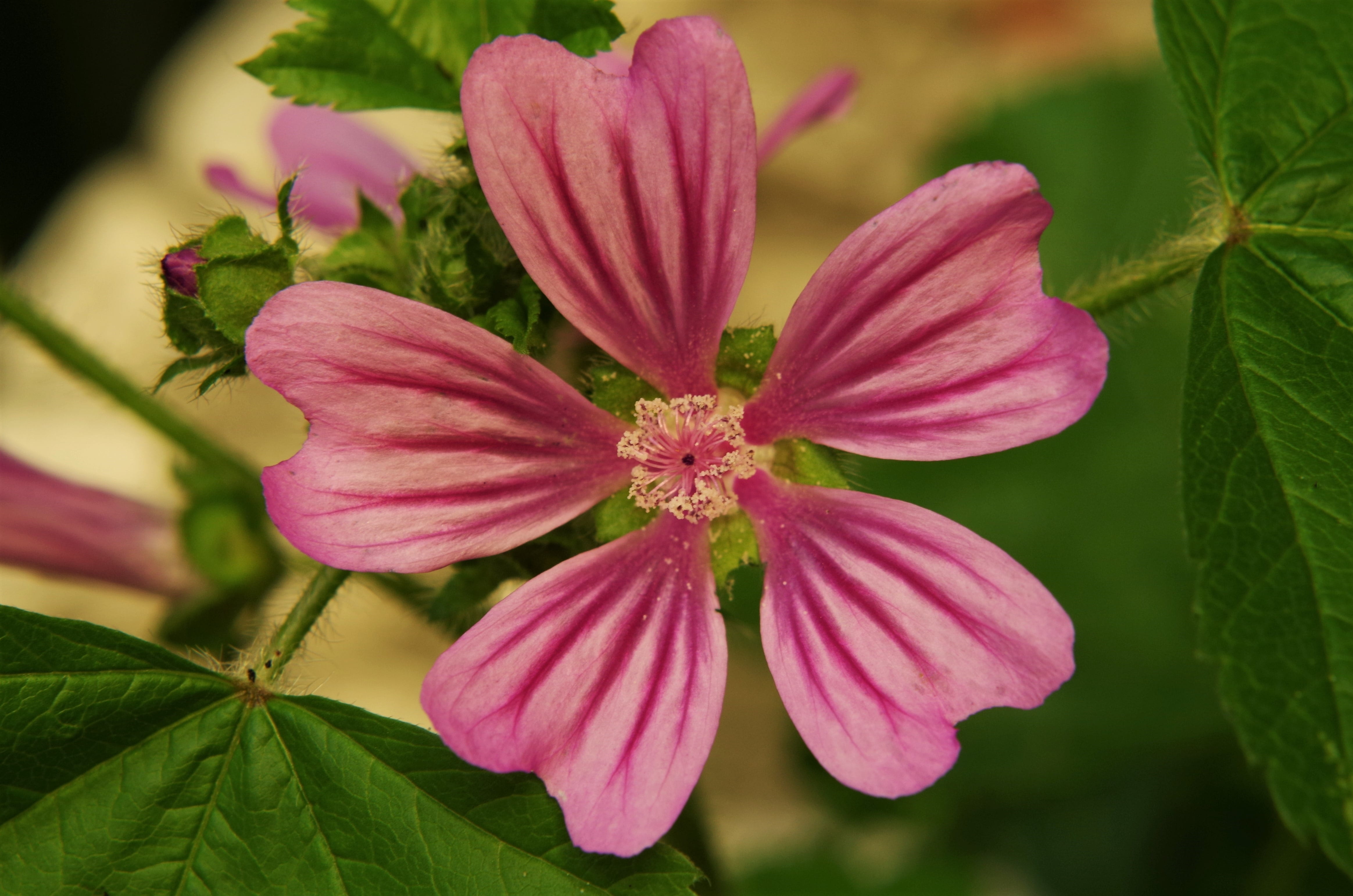 plant, vulnerability, plant part, 4K, pink color, flower of mallow, freshness, flower mottled, mauve, nature, purple flower, inflorescence, flowering plant, HD Wallpaper
