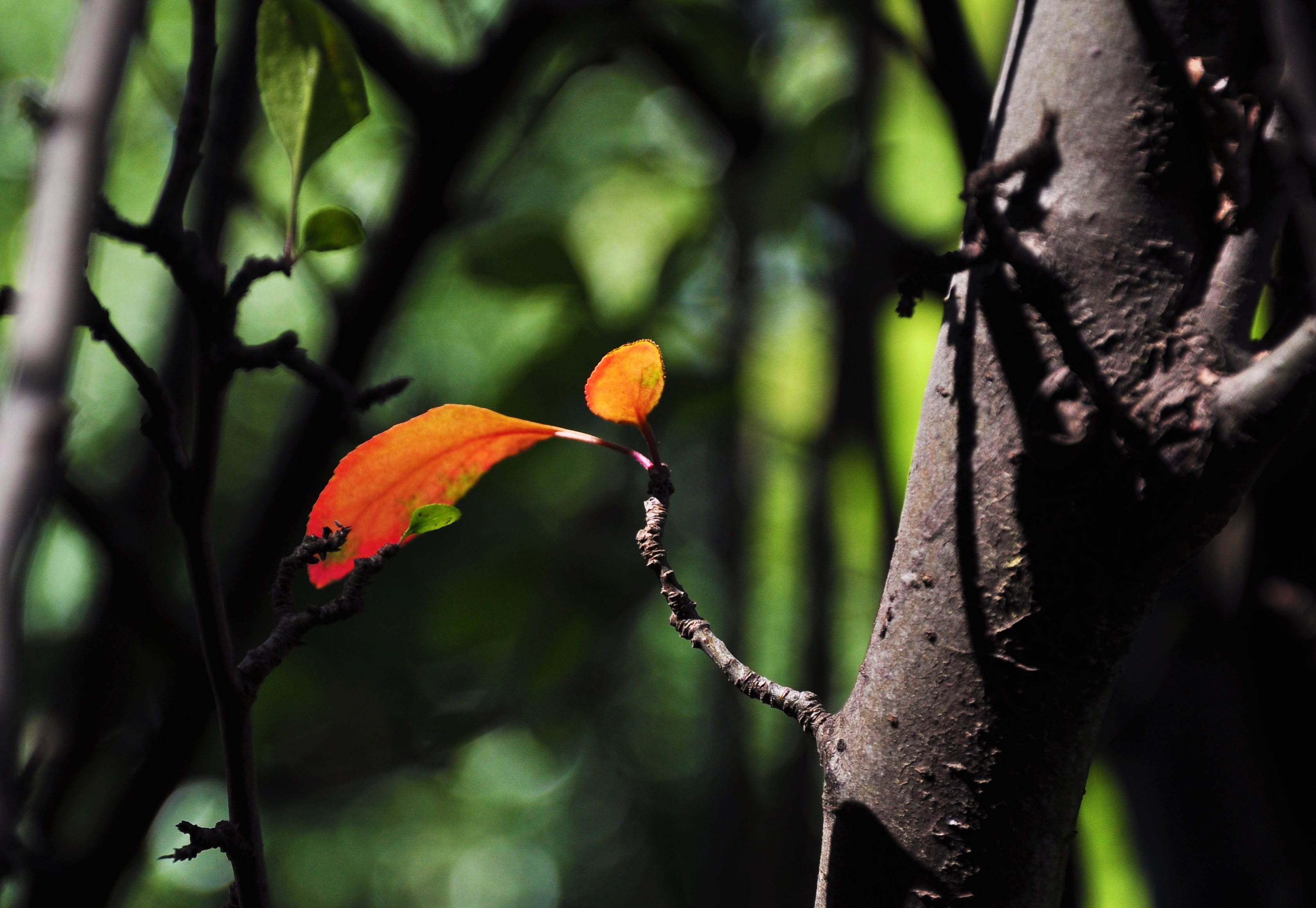 trunk, focus on foreground, leaf, no people, plant, change, Red Leaves, animal wildlife, animal, shade, beauty in nature, branch, animal themes, plant part, HD Wallpaper