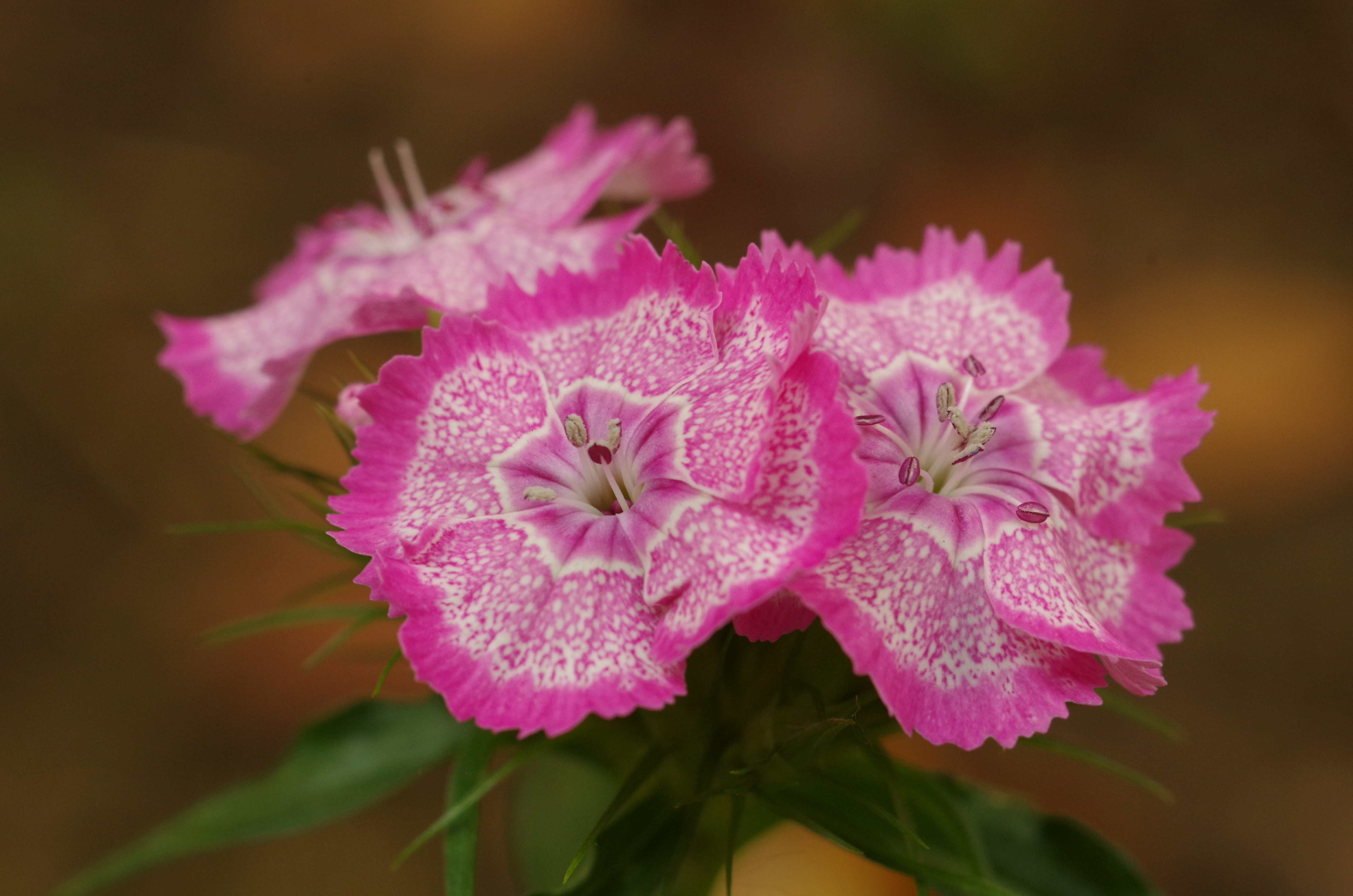 freshness, botany, carnations, pink color, vulnerability, flower, growth, inflorescence, petal, selective focus, flower head, beauty in nature, close-up, HD Wallpaper