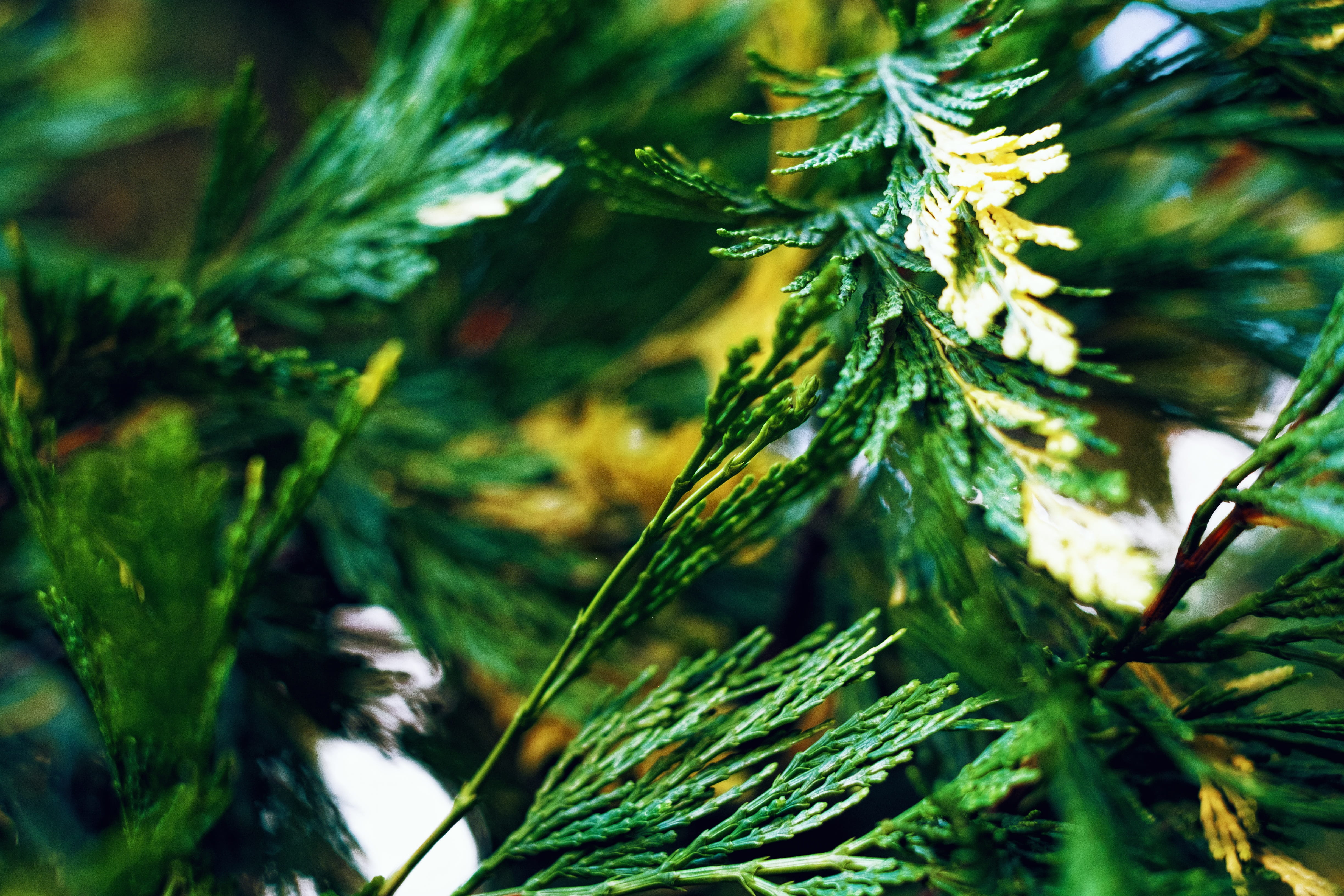 fir Tree, Foliage, 4K, tranquility, forest, pine Tree, Greens, macro, Needles, plant part, backgrounds, beauty in nature, tree, nature, growth, pinaceae, HD Wallpaper