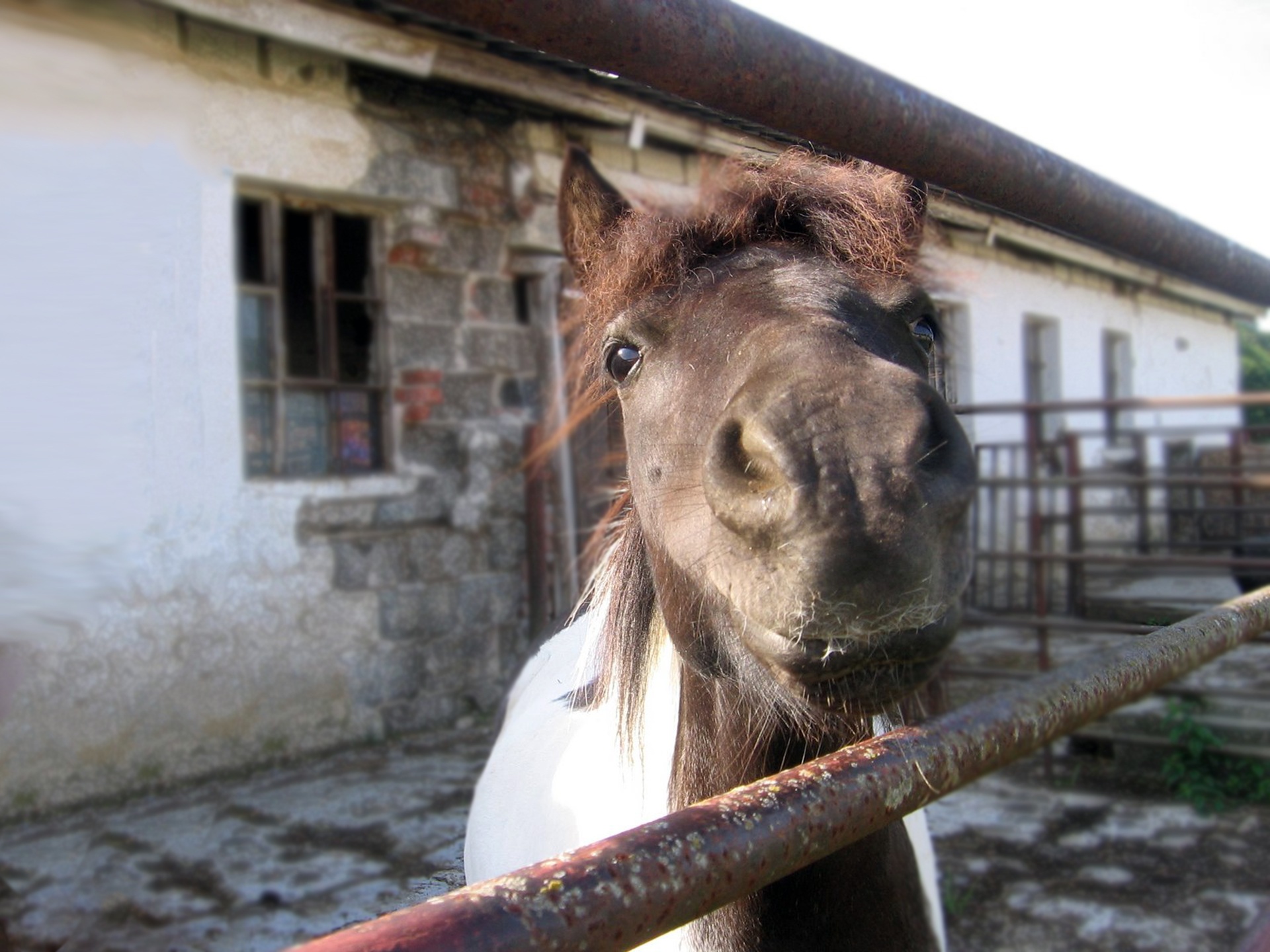 animal themes, pets, one animal, herbivorous, stable, livestock, building exterior, animal wildlife, mammal, built structure, pony, a small horse, domestic, HD Wallpaper