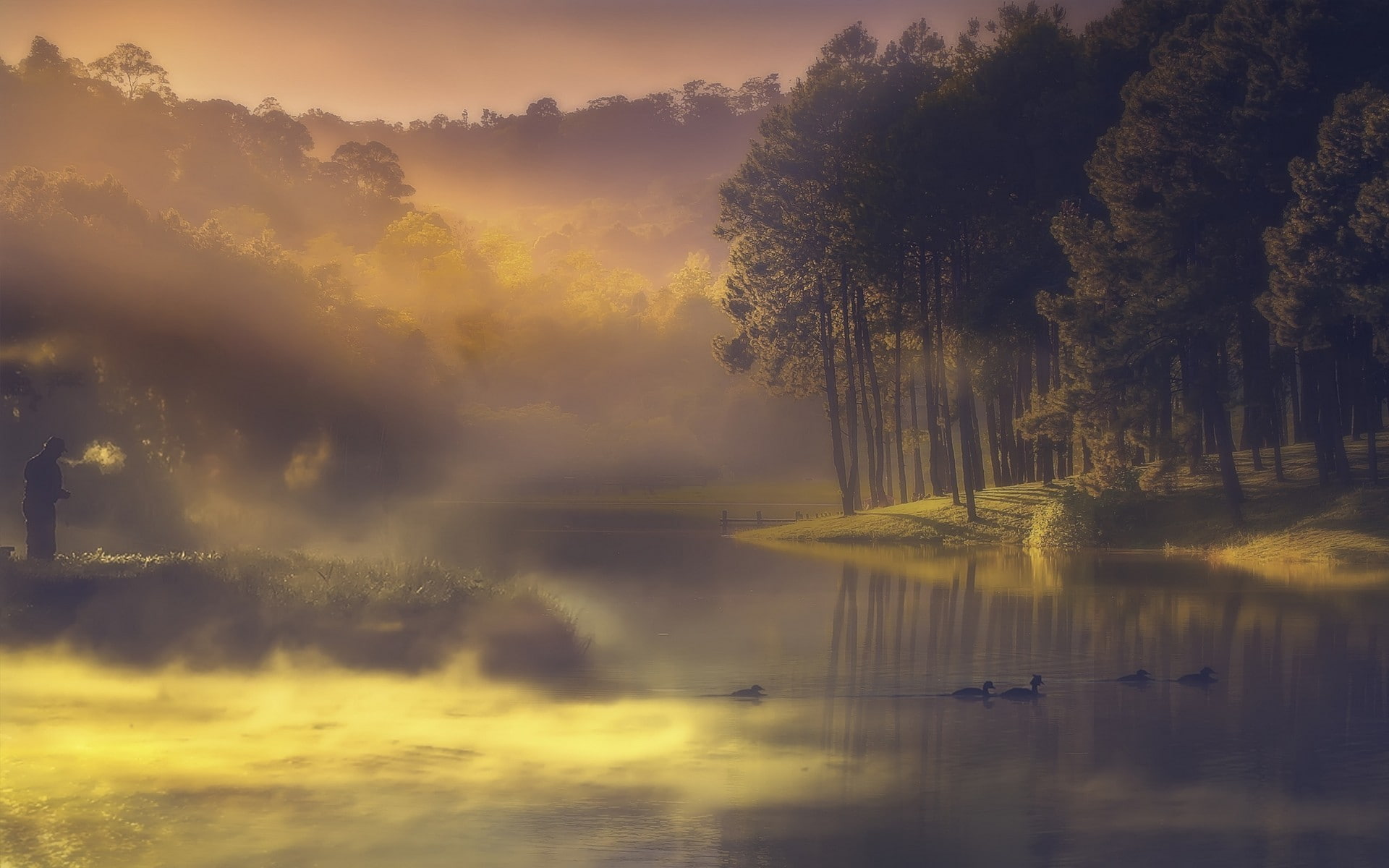 duck, Trees, forest, sunset, lake, landscape, Brume, 1080P, HD Wallpaper