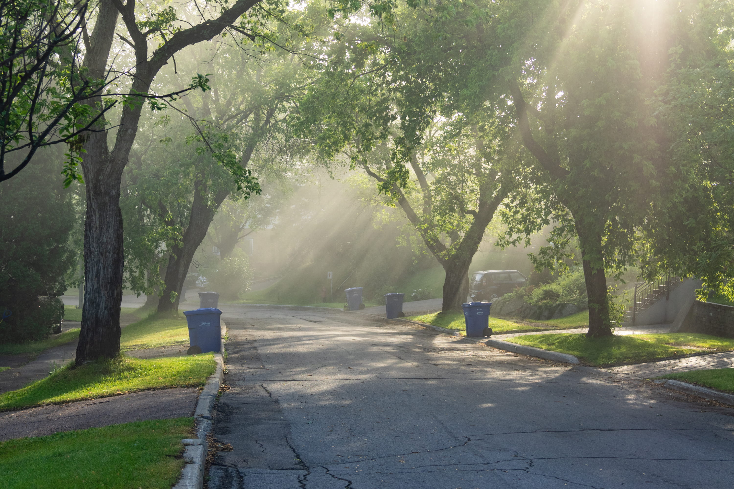 footpath, tree, outdoors, full length, asphalt, brume, growth, casual clothing, park, day, leisure activity, morning, rue, transportation, plant, fog, sunlight, HD Wallpaper
