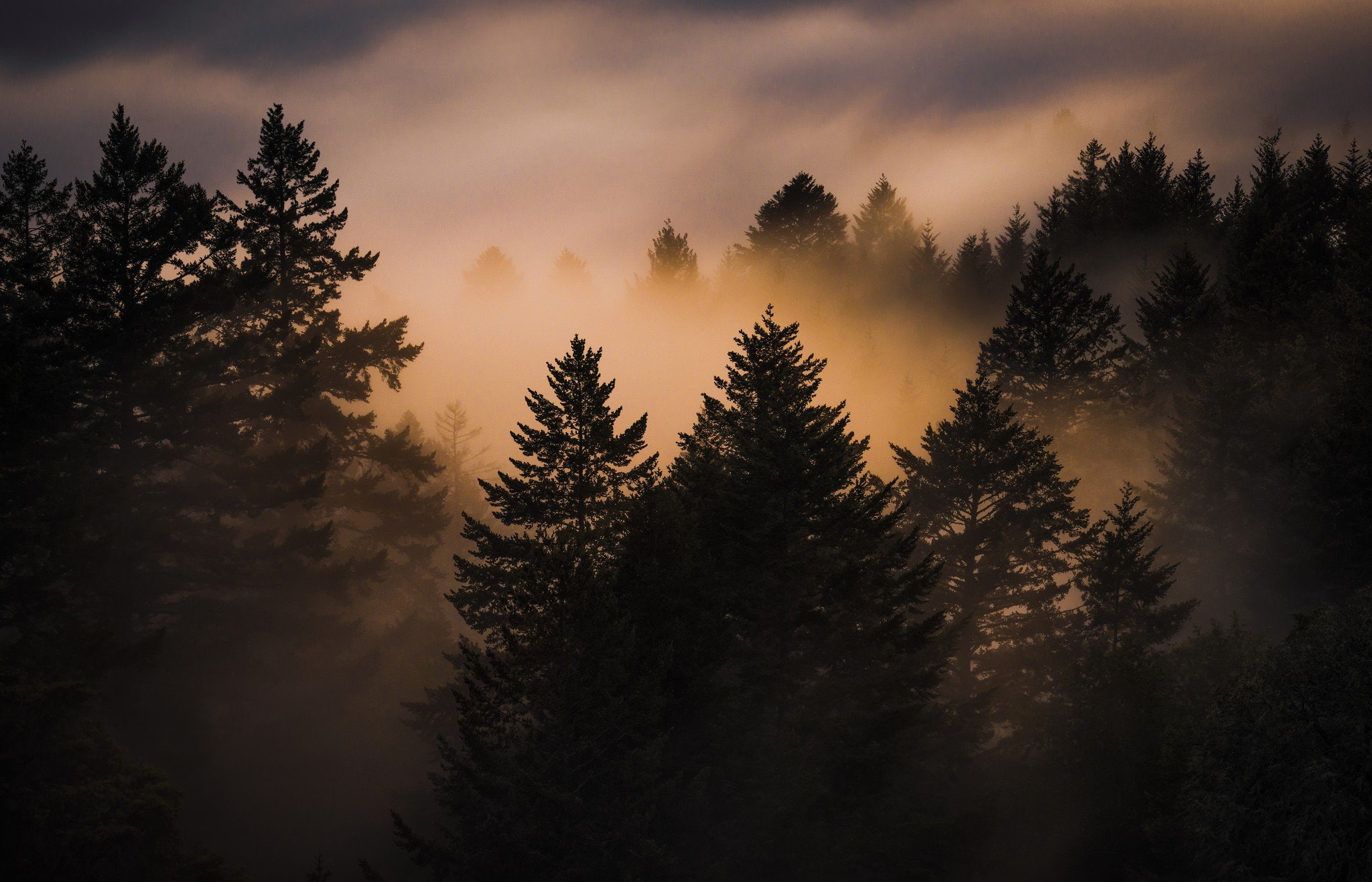 photography, 1080P, sunlight, Trees, Brume, mist, HD Wallpaper