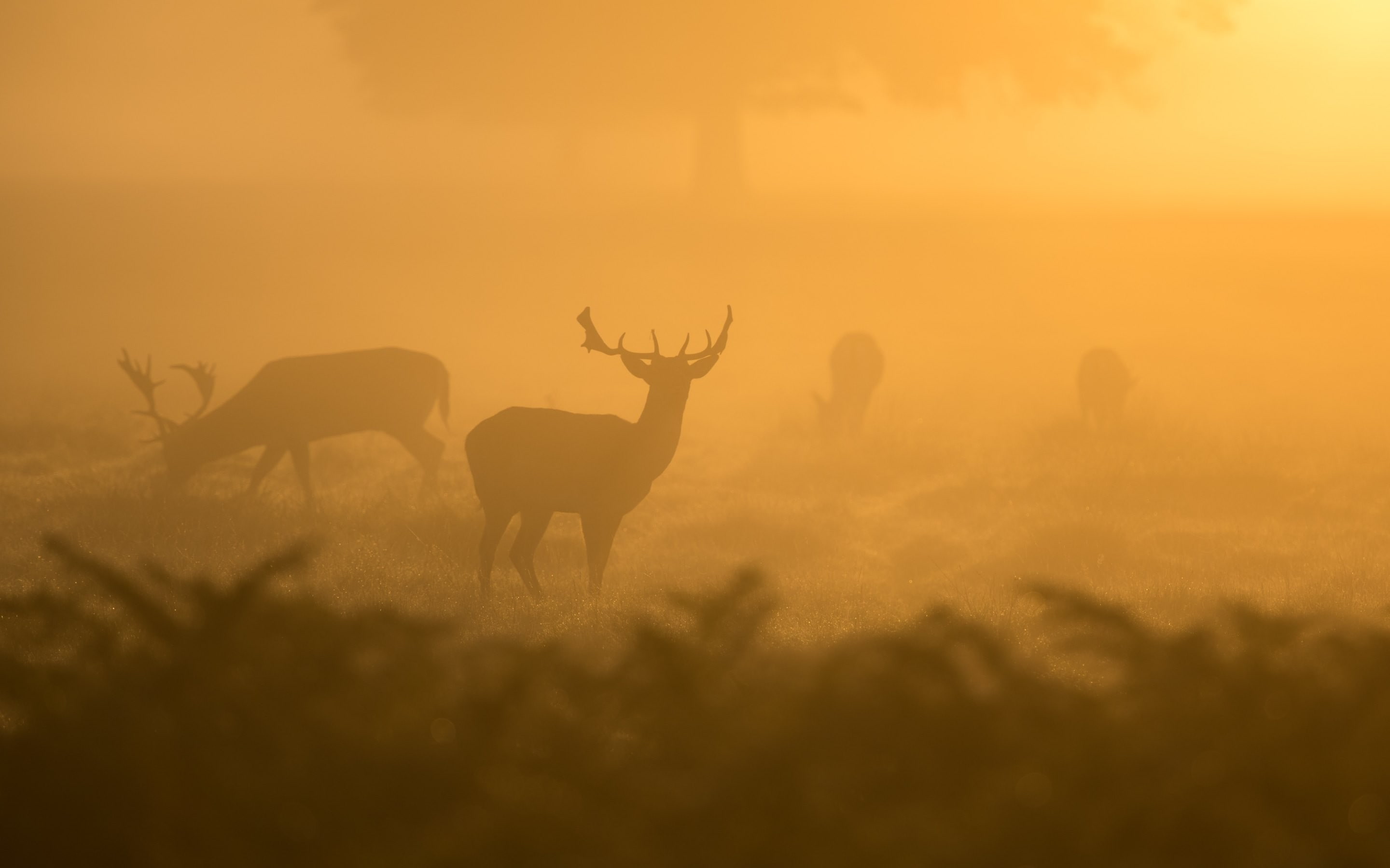 sunlight, Brume, Deer, 2K, plants, sunset, HD Wallpaper
