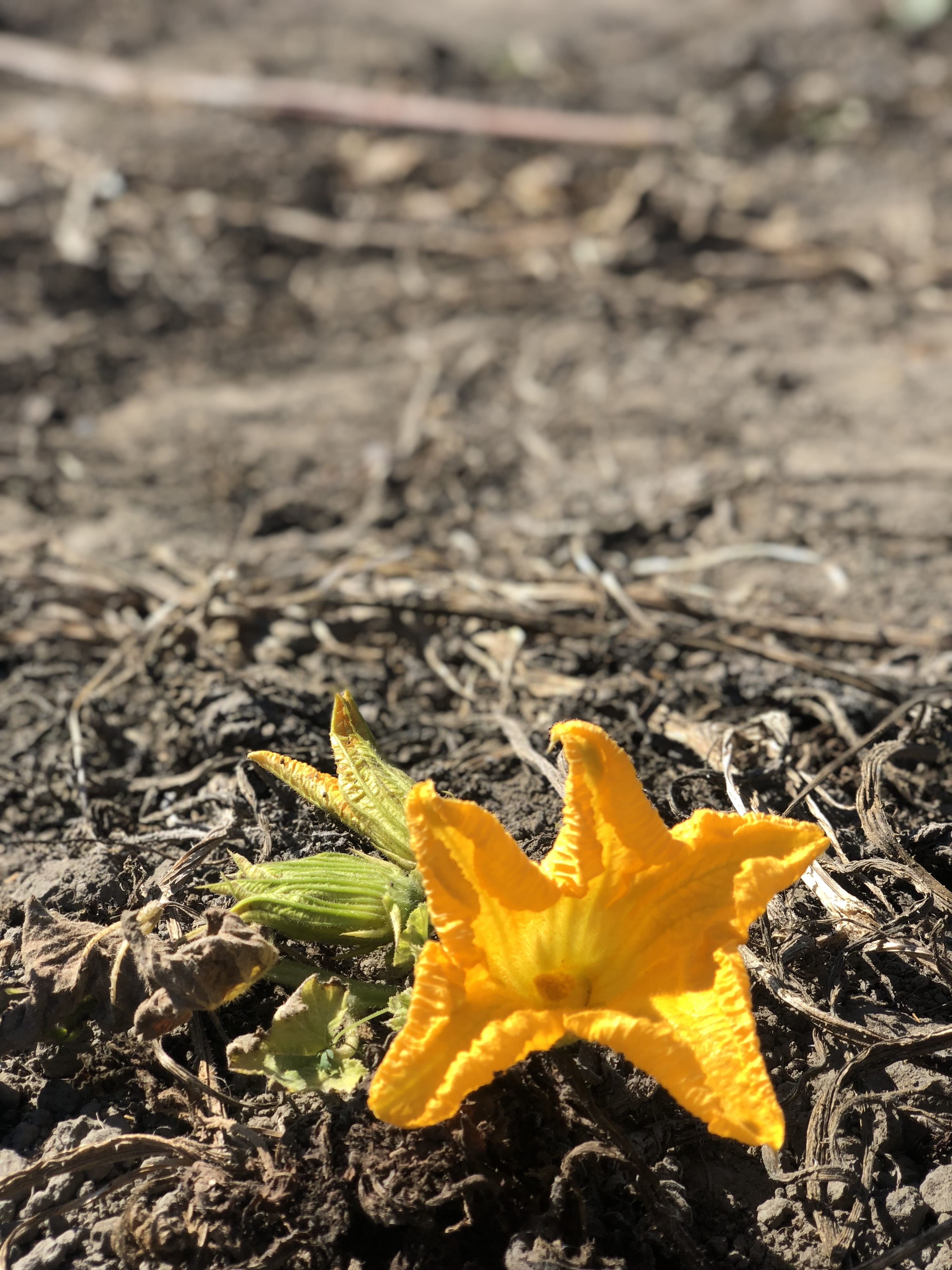 vulnerability, pollen, plant part, land, beauty in nature, close-up, field, outdoors, inflorescence, 4K, united states, arcata, fragility, growth, pumpkin patch, Phone HD Wallpaper