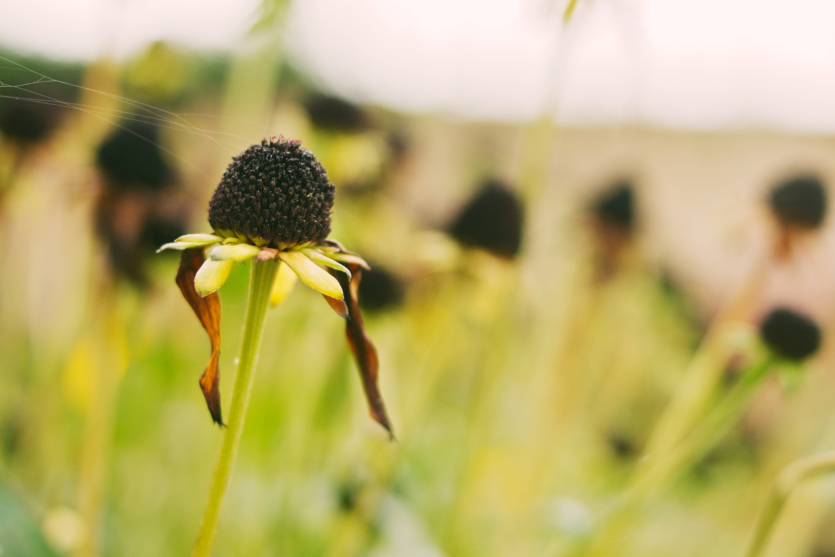 A77, Sony, susan, close-up, 2K, focus, Black Eyed Susan, Buds, green Color, eyed, Autumn  Fall, selective, selective focus, nature, flower, plant, photography, HD Wallpaper