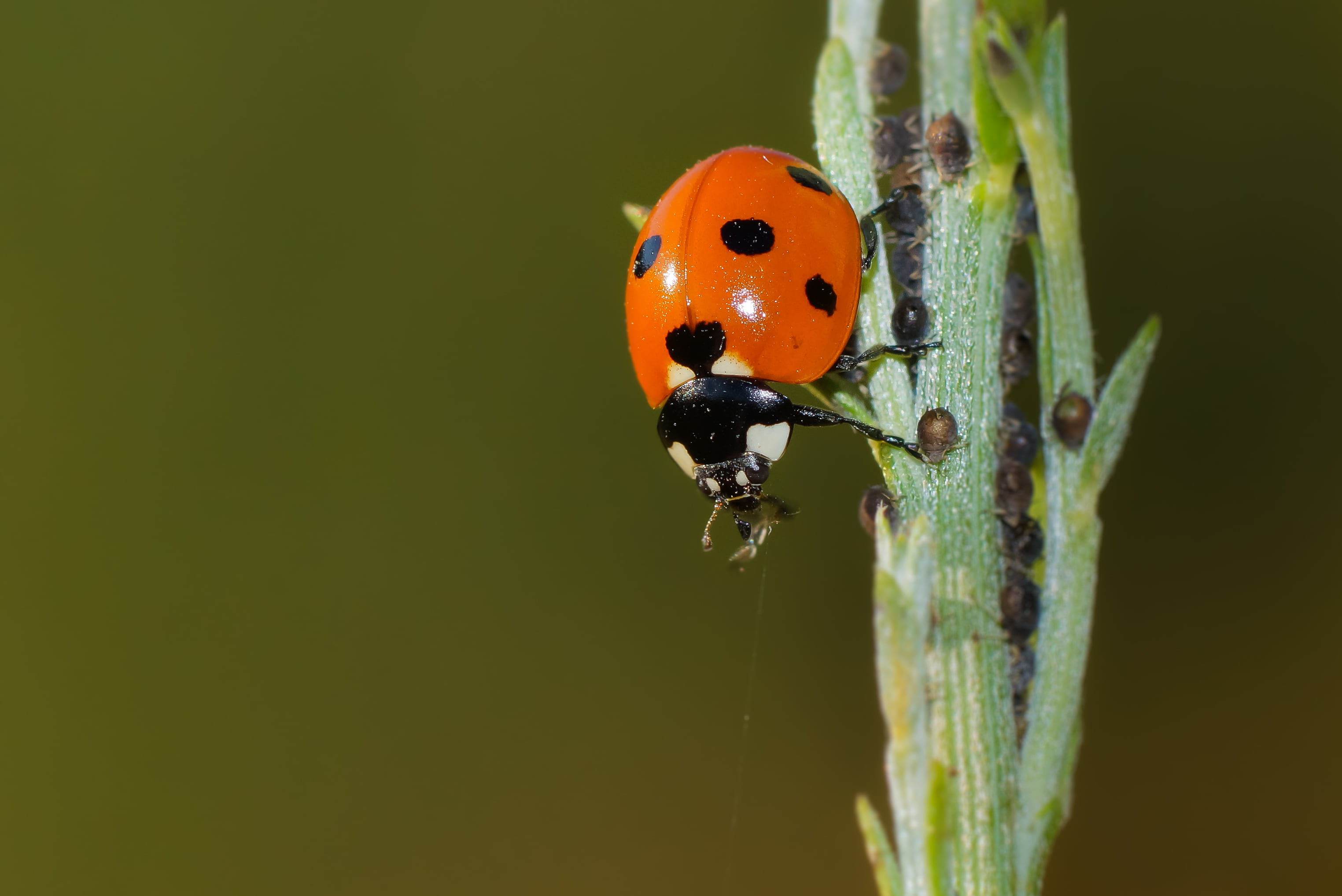 A77, grass, macro, environment, green, insect, mariquita, spotted, micro, leaf, plant, summer, animals, ladybug, Sony, red, ladybird, green leaf, close-up, HD Wallpaper
