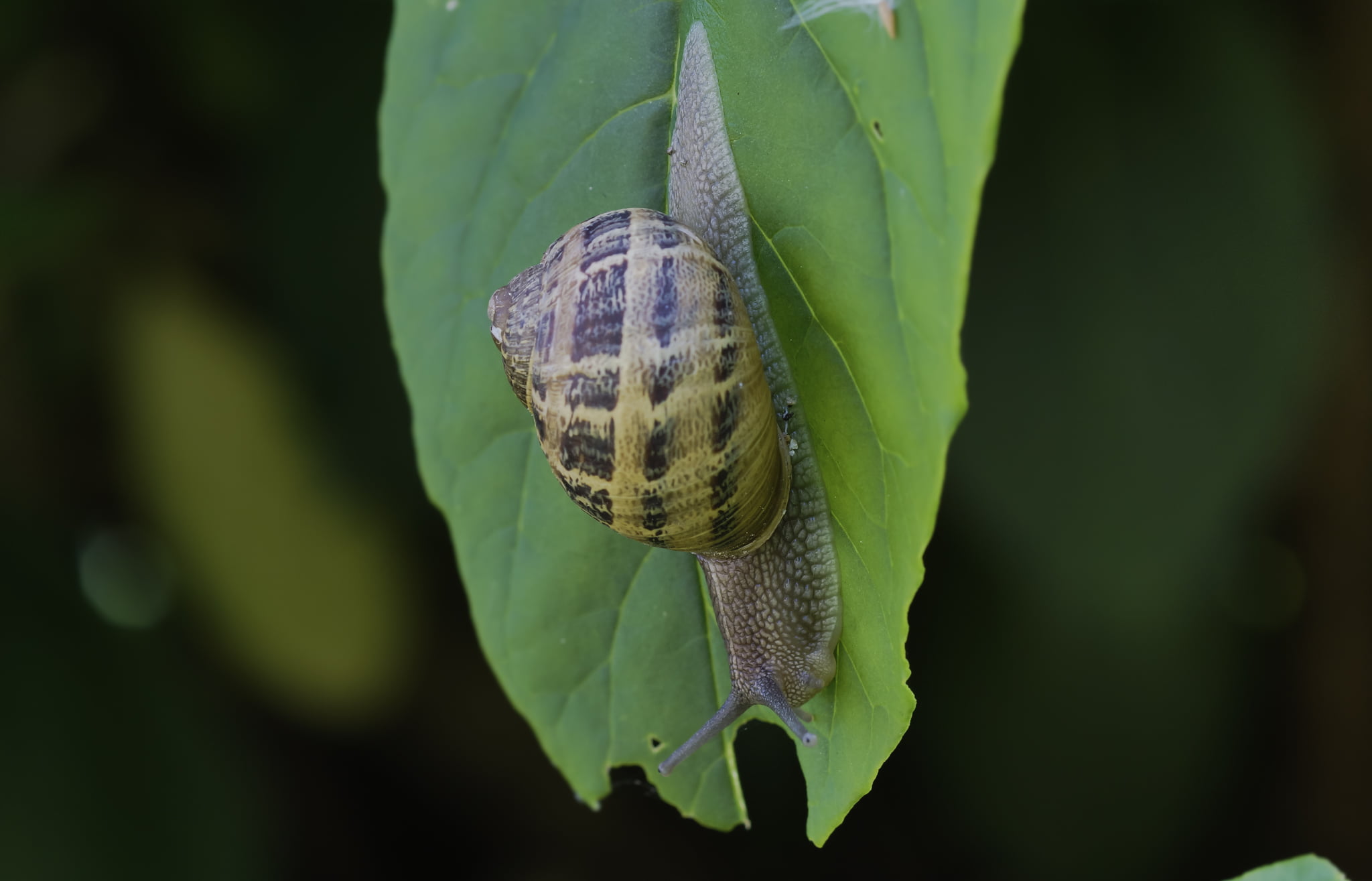 nature, insect, Coruña, slimy, crawling, Sony, animals, macro, 1080P, wildlife, Minolta, close-up, Photo, animal, caracoles, Gabriel, brown garden snail, HD Wallpaper
