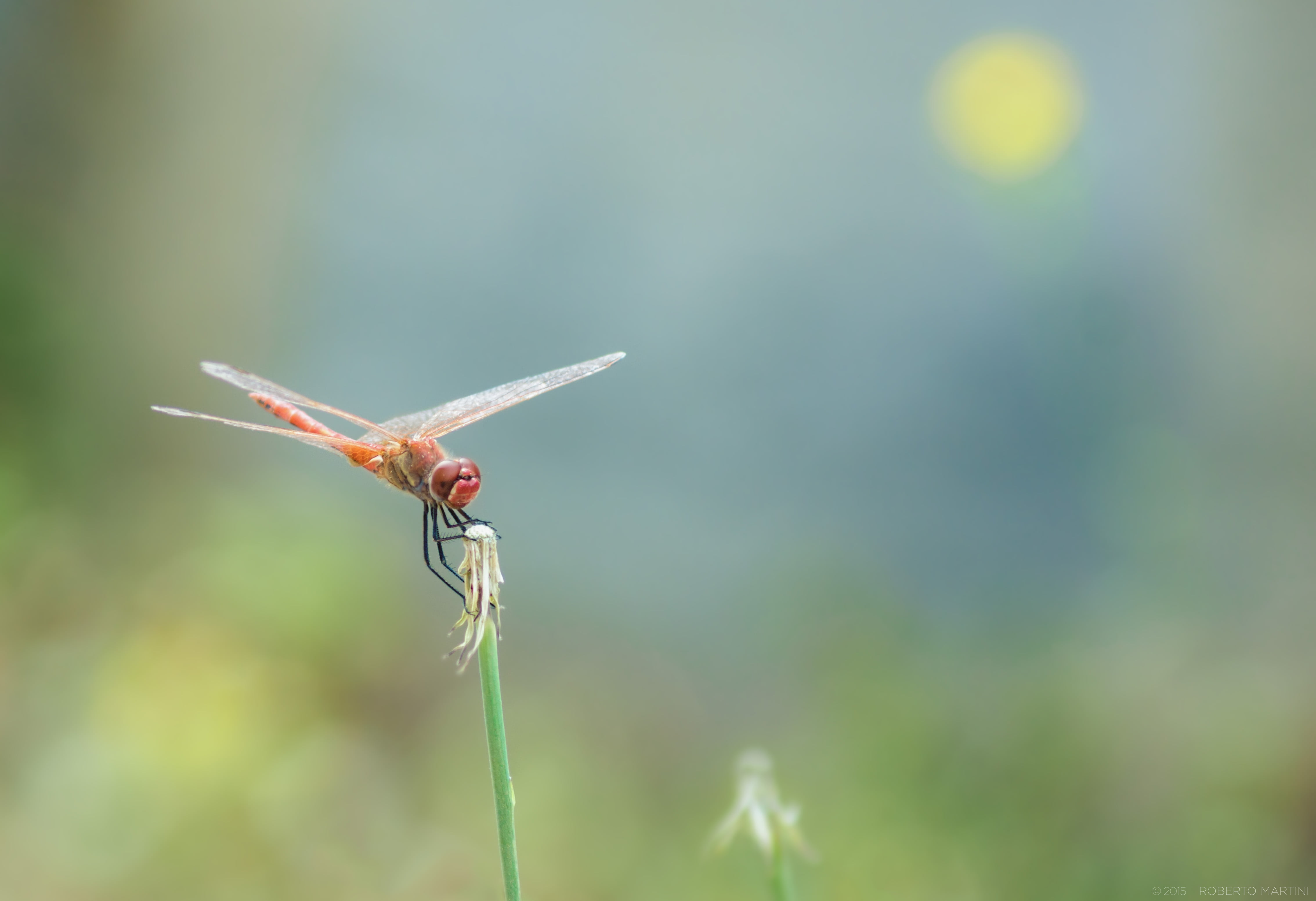 blur, animal, background, summer, stem, italy, plant, insect, italia, minolta, plant stem, close-up, nature, 4K, macro, beercan, bokeh, sony  alpha, a77, HD Wallpaper
