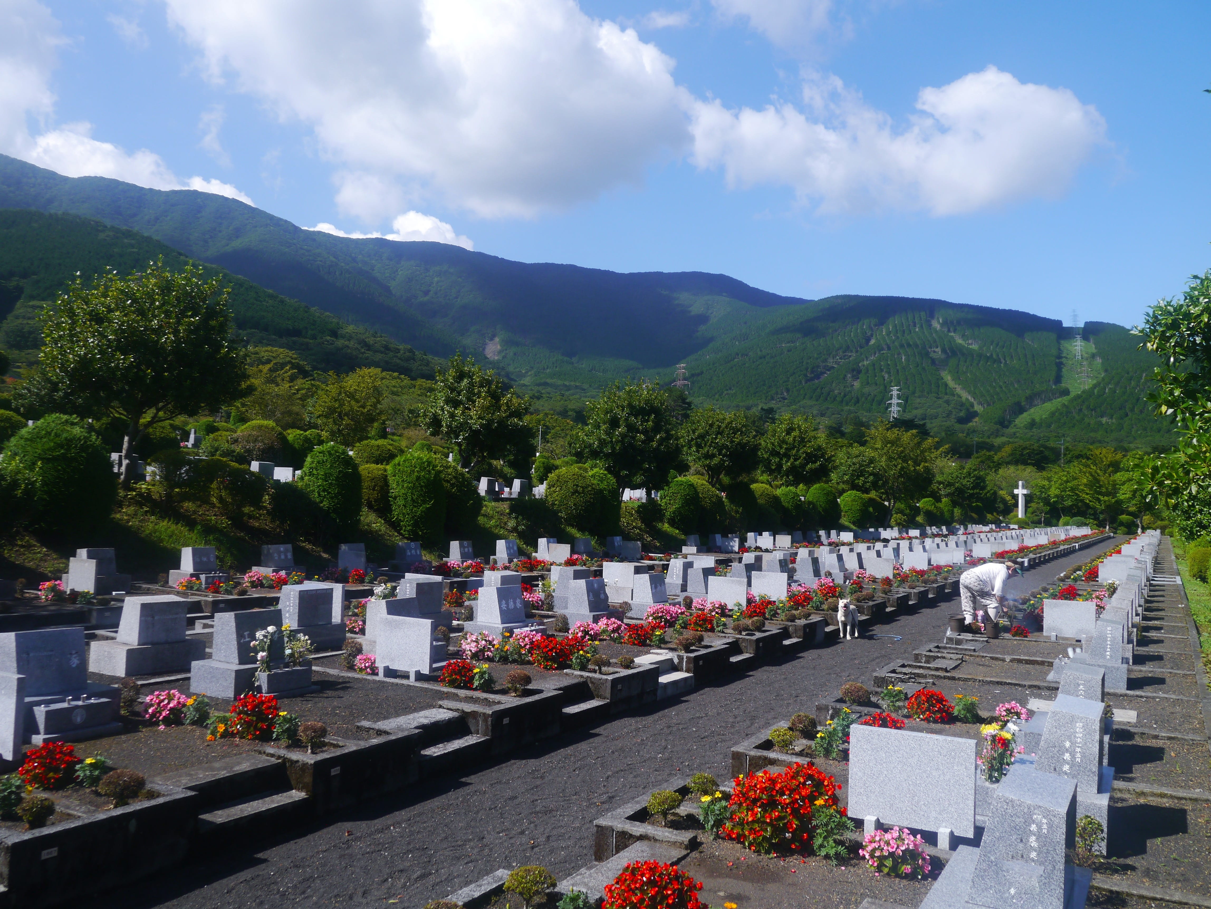 no people, plant, flower, woods, flowering plant, nature, mountain, Grave Marker, day, outdoors, plateau, sky, gotemba, Tombstone, tree, cemetery, blue sky, HD Wallpaper