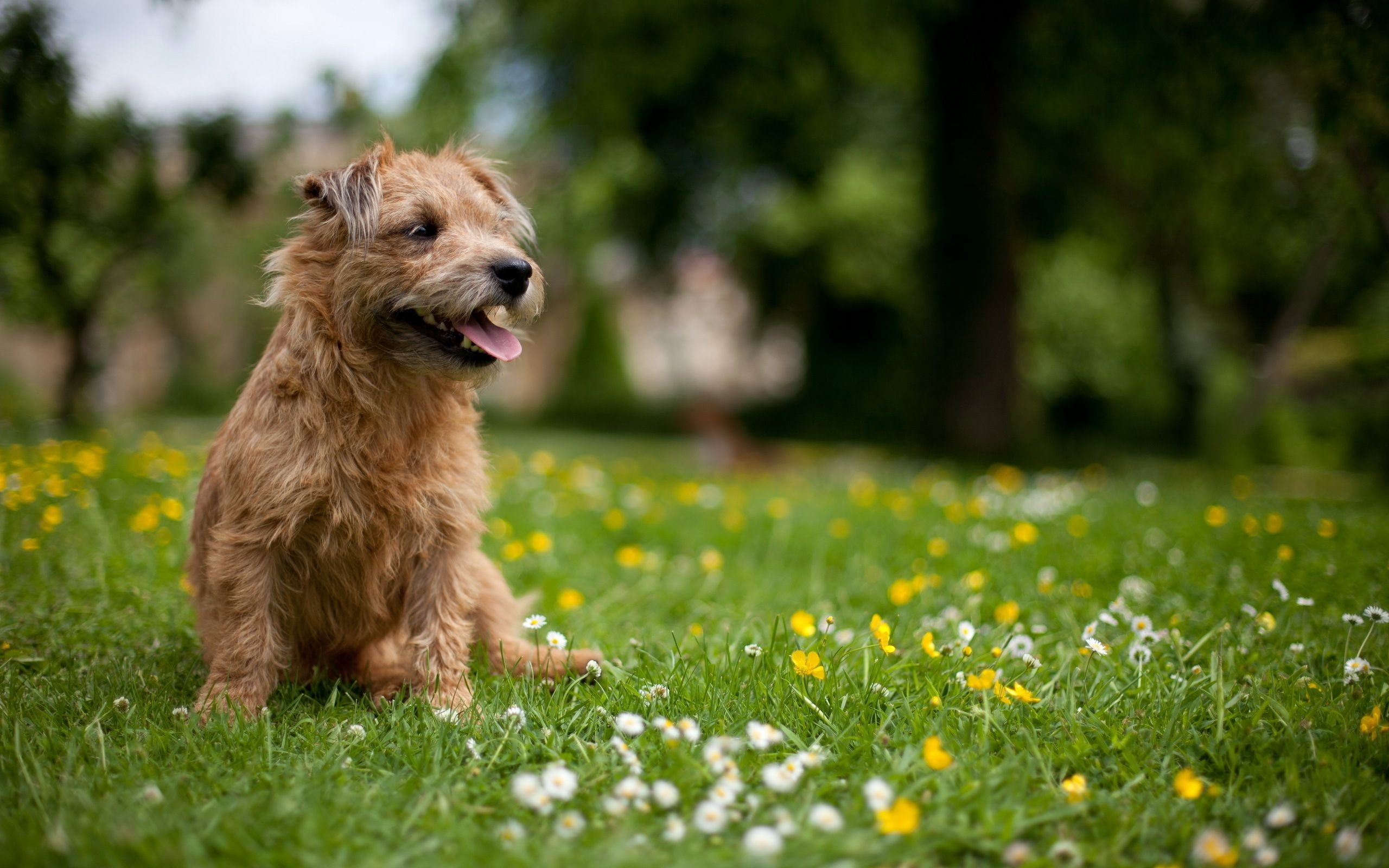 imaal, 2K, terrier, glen, HD Wallpaper
