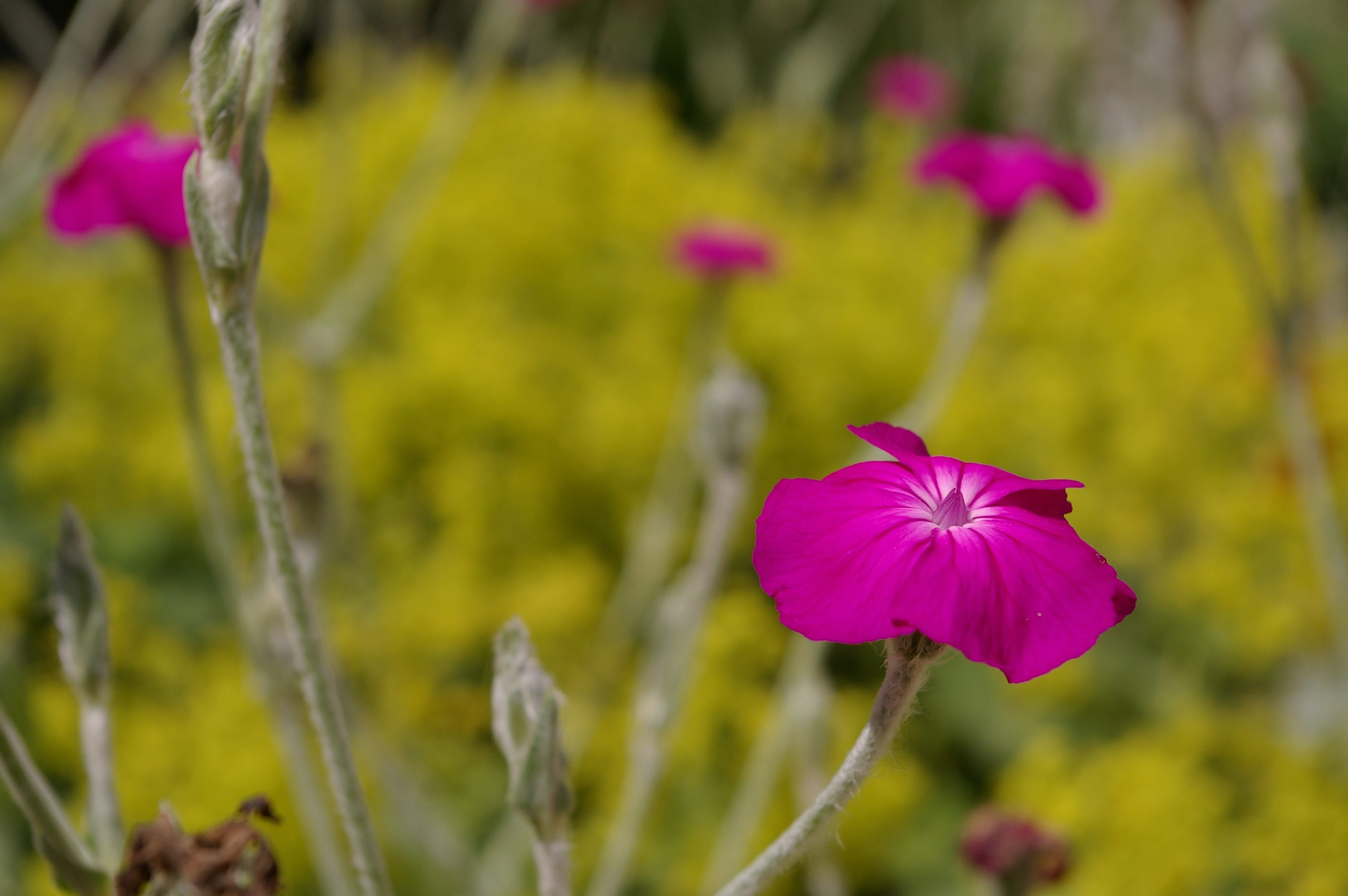 focus on foreground, bloom, summer, nature, no people, flower, day, inflorescence, purple, frauenmantel, pink blossoms, petals, pink color, plant, fragility, HD Wallpaper