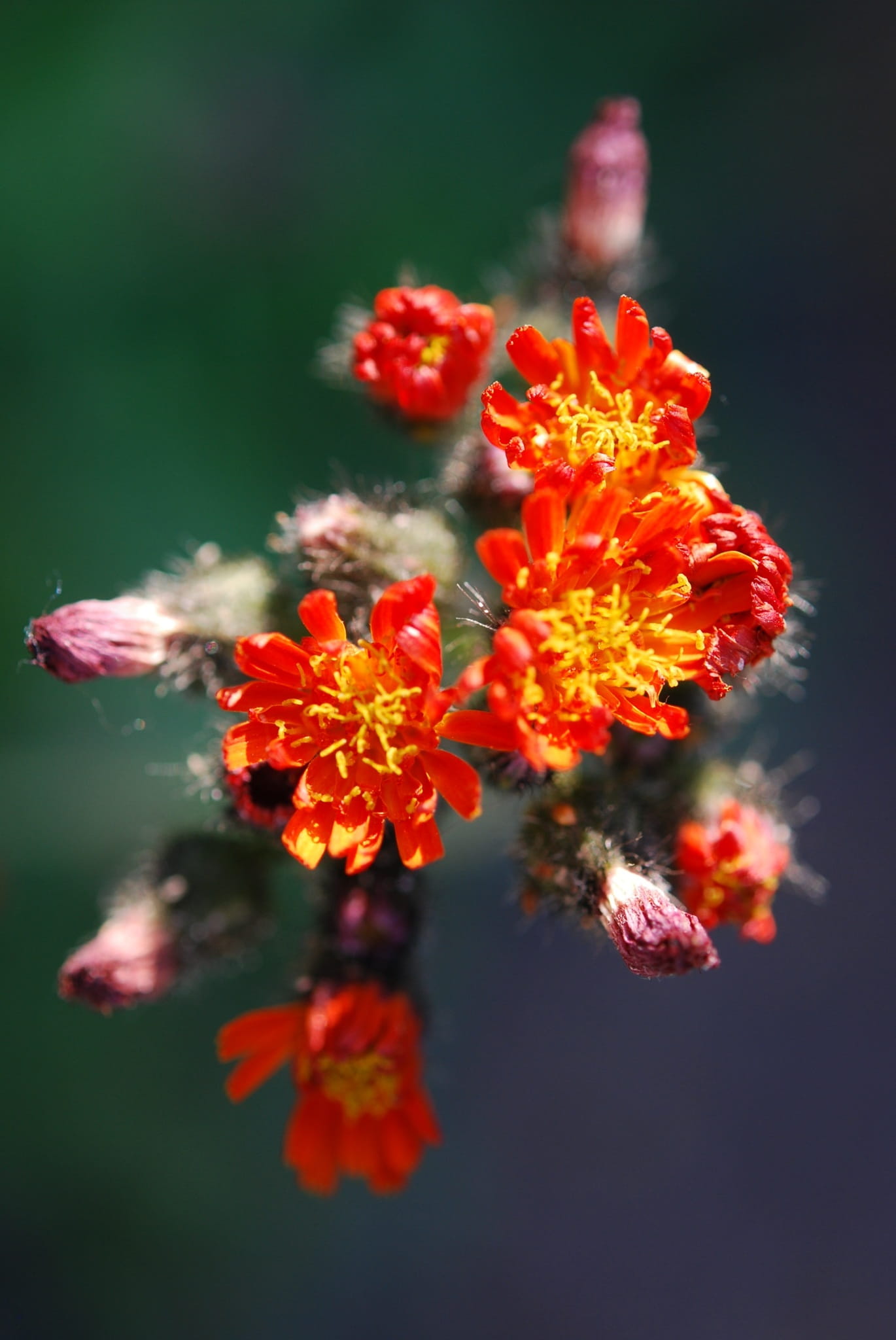 Blossom, focus on foreground, selective focus, 1080P, orange color, plant, inflorescence, flowering plant, petal, flower head, distinctive, beauty in nature, Phone HD Wallpaper