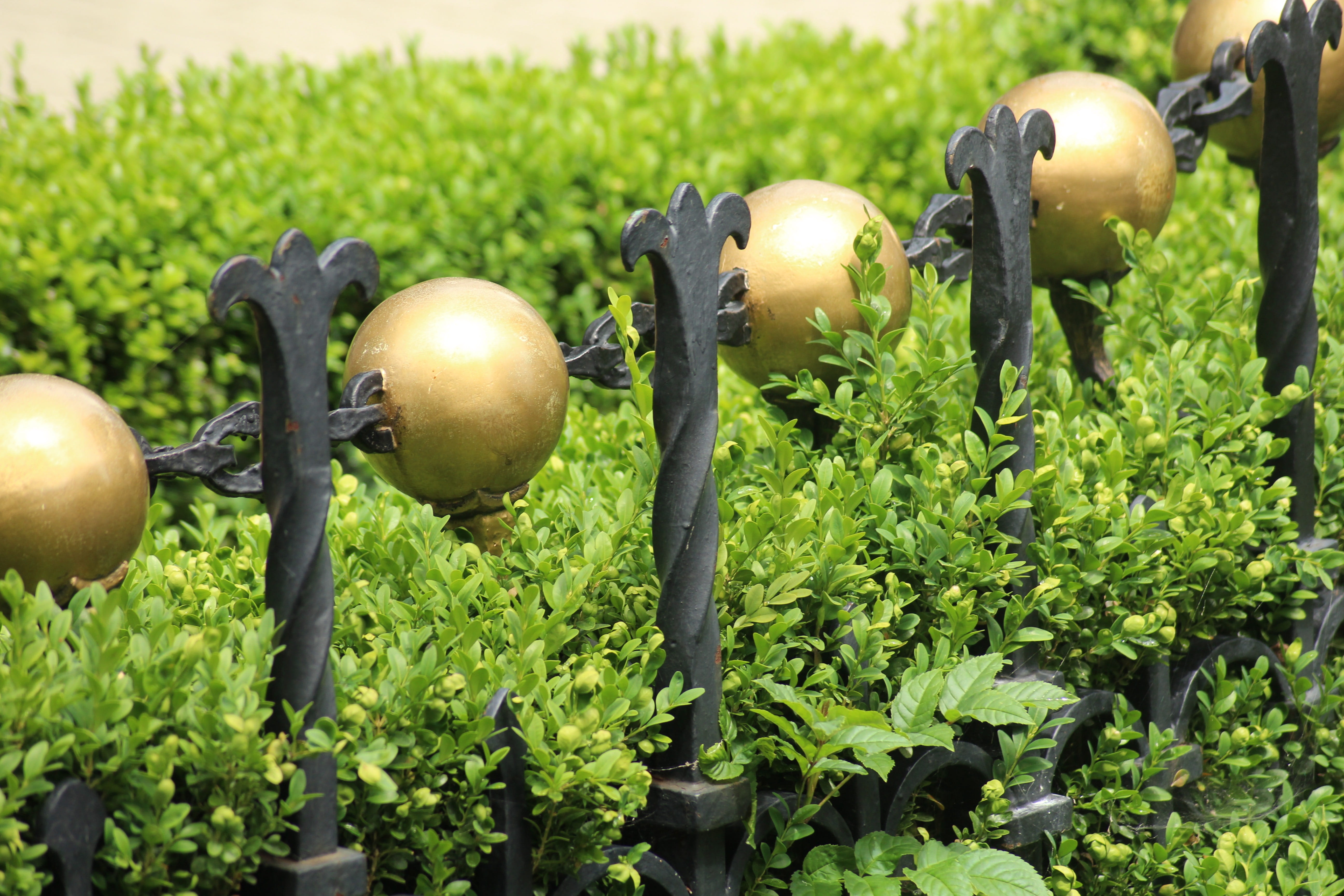 metal, of course, growth, fruit, day, the fence, outdoors, leaf, vegetable, no people, barrier, nature, plantation, dashing, plant part, ripe, figure, plant, HD Wallpaper
