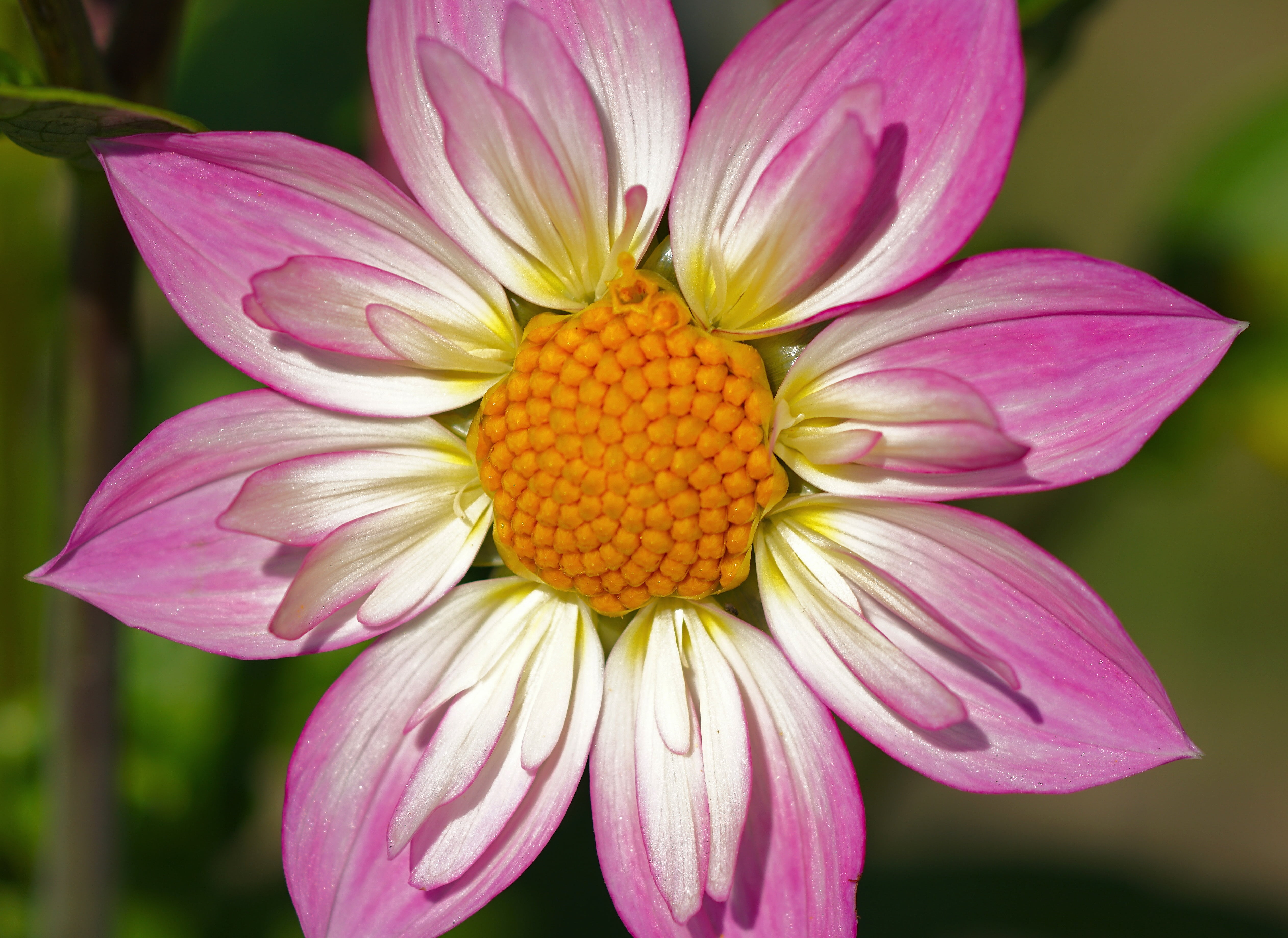 pink, dahlia garden, vulnerability, bloom, flower head, freshness, plant, pollen, close-up, especially, yellow, blütenbätter, dahlia, ornamental plant, HD Wallpaper