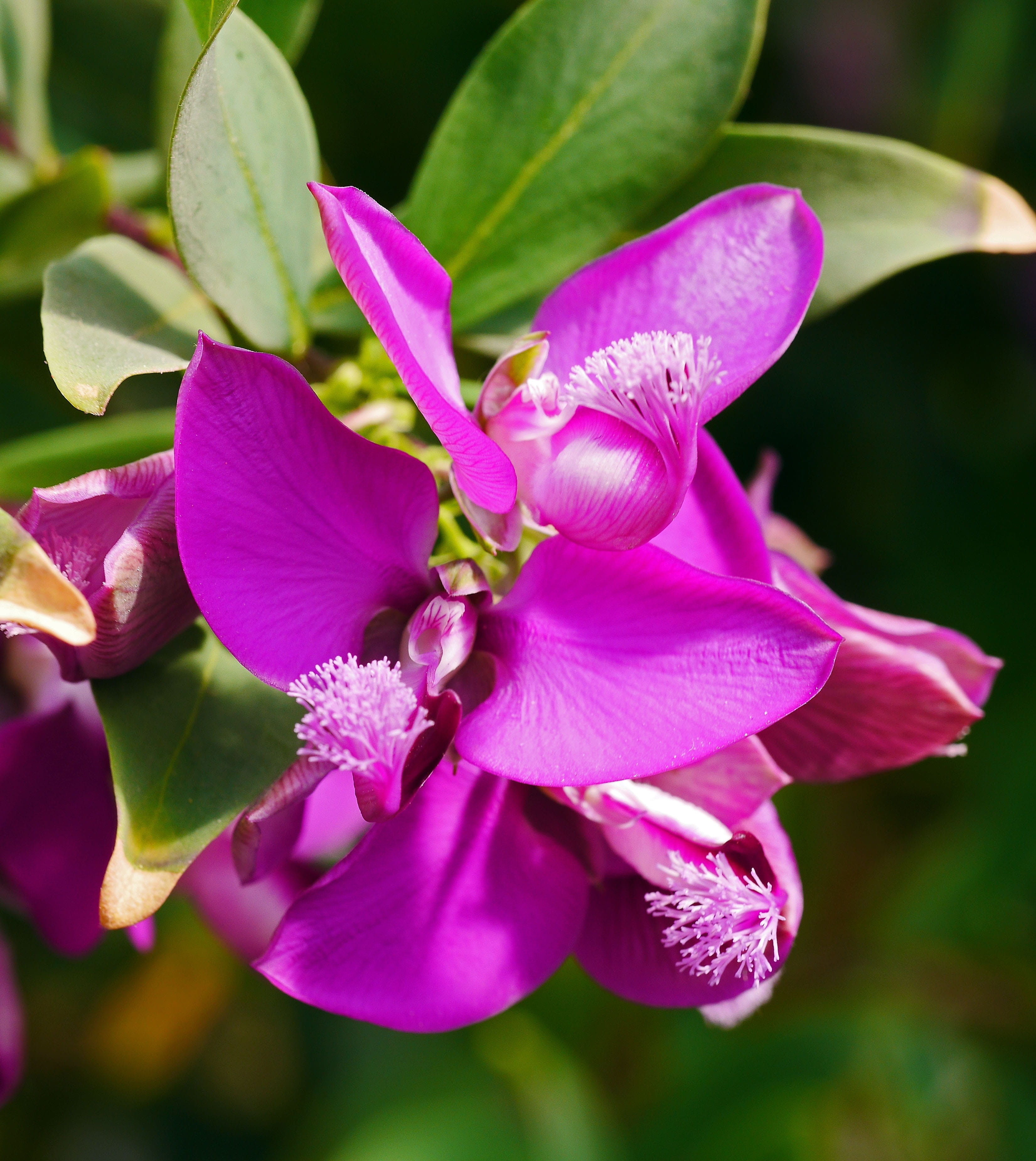 pink color, freshness, purple, plant part, dry ground plant, vulnerability, flower head, inflorescence, exotic blossoms, water storage, flowering plant, Phone HD Wallpaper