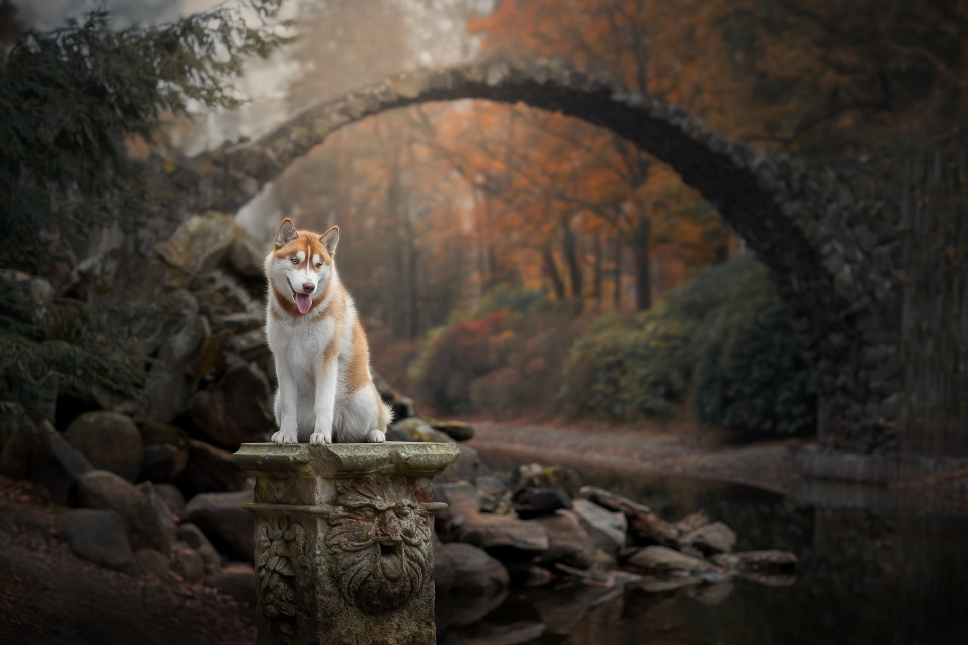 fall, pets, tree, creeks, day, animals in the wild, mammal, mouth open, vertebrate, mouth, sitting, bridge, 1080P, one animal, dog, animal wildlife, nature, HD Wallpaper
