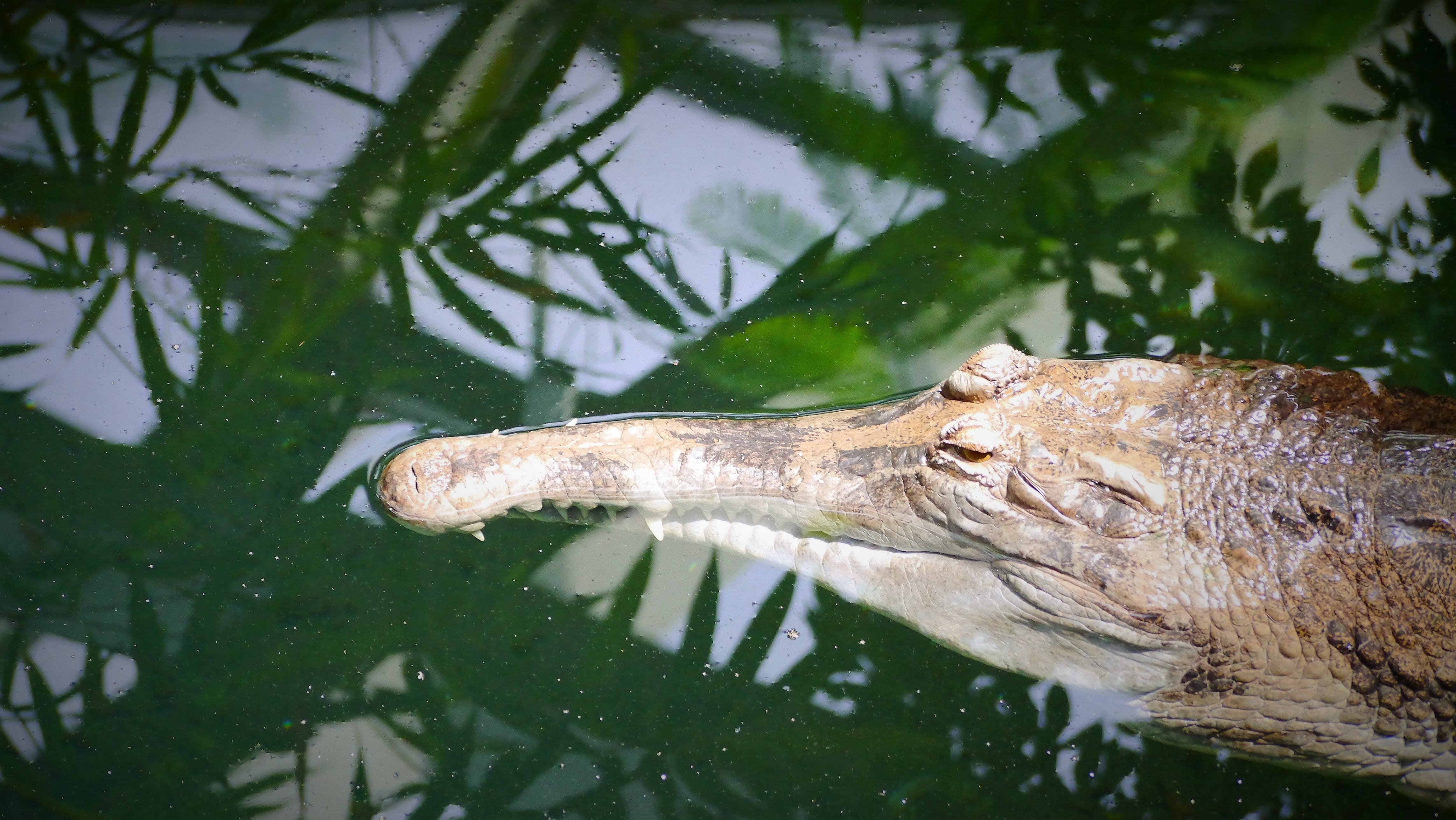animal body part, animal themes, animal, 4K, outdoors, vertebrate, animals in the wild, floating on water, animal head, predator, distinctive, underwater, HD Wallpaper