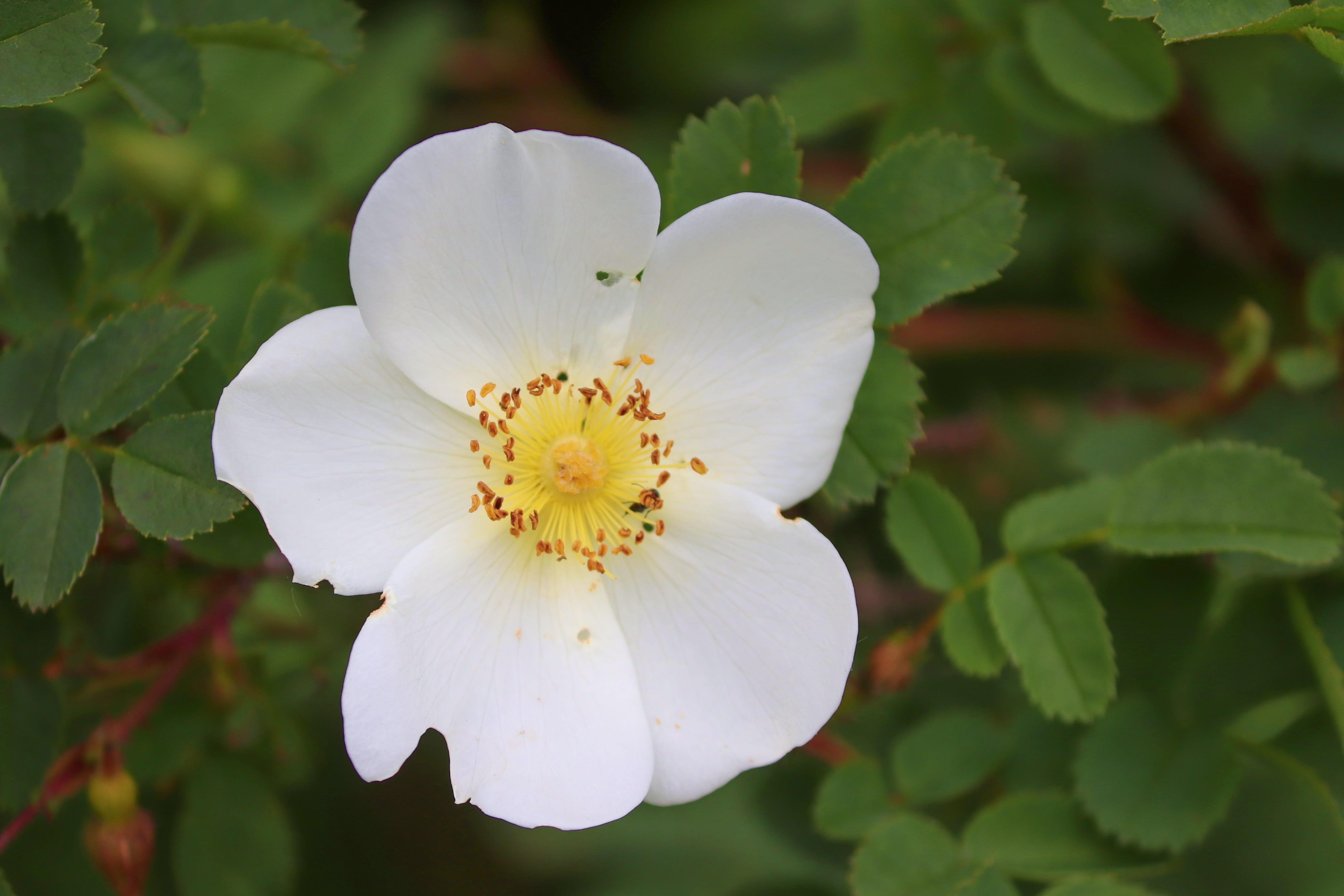 leaf, nature, beauty in nature, pollen, bush rose, inflorescence, growth, petal, close up, fragility, close-up, freshness, blossom, no people, flowering plant, HD Wallpaper