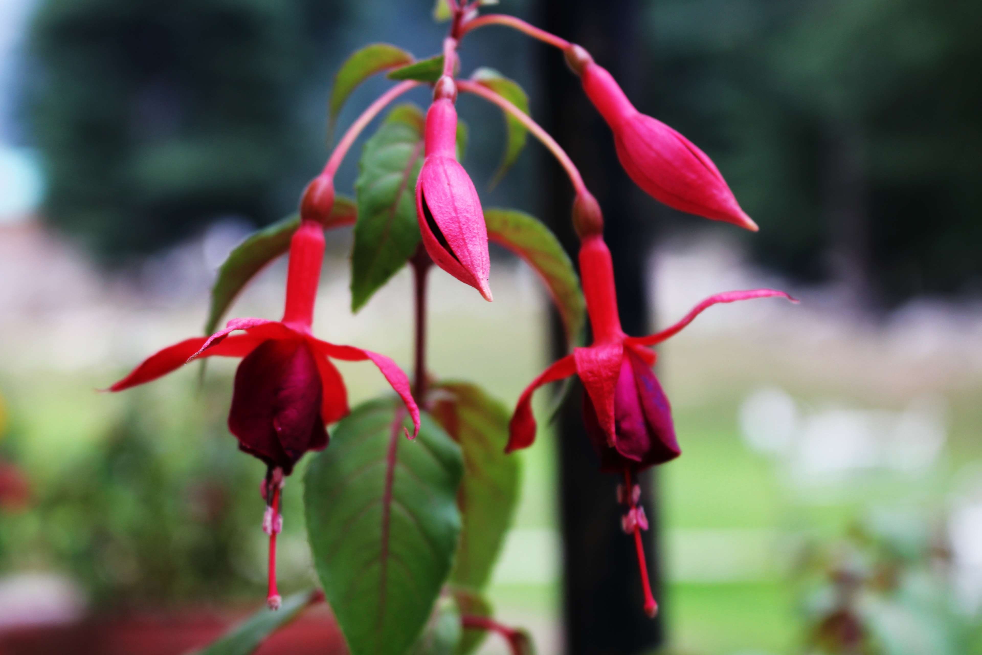 hd pic, selective focus, bloom, nature, flower head, red, blossom, sepal, plant, vulnerability, growth, beauty in nature, hd, rose, flowers, close up, inflorescence, HD Wallpaper