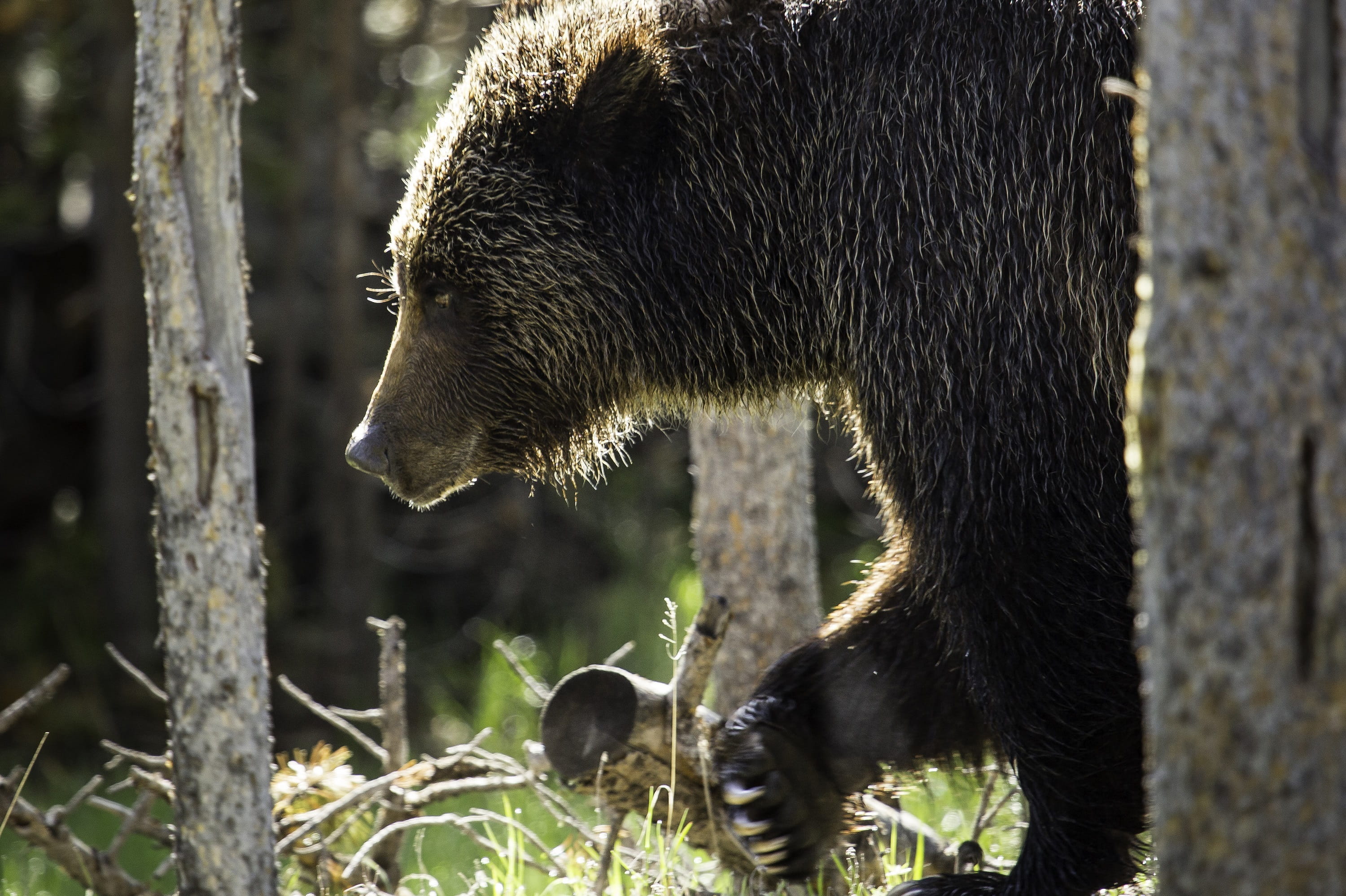 herbert, furry, animal wildlife, wildlife, looking, profile view, usa, wyoming, face, head, grizzly, animal themes, mammal, no people, carnivore, fur, big, HD Wallpaper