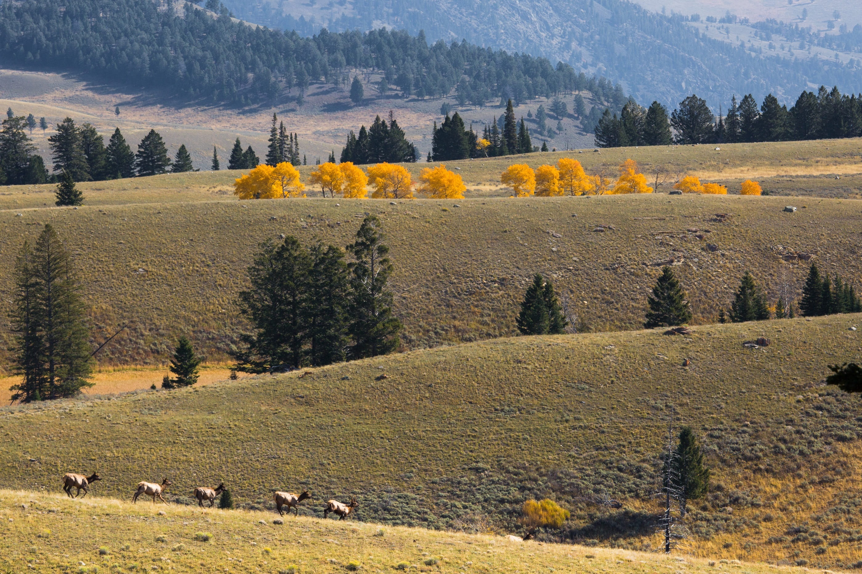 coniferous tree, group of animals, wyoming, mount herbert, day, colorful, yellowstone national park, change, non-urban scene, scenics, nature, land, tranquility, HD Wallpaper