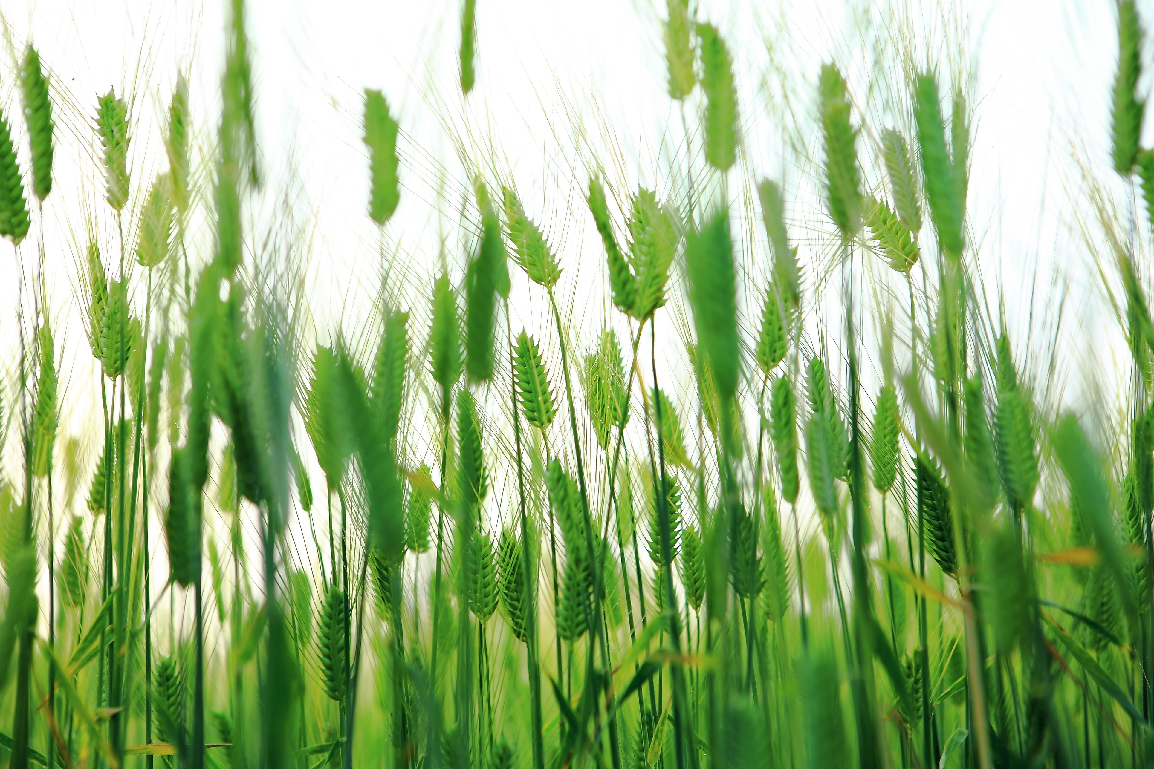 photo, nature, grass, udo, as yeonbuk, lighthouse, outdoors, no people, close-up, cheongbori, green color, closeup, green, travel, sea, olle gill, backgrounds, HD Wallpaper