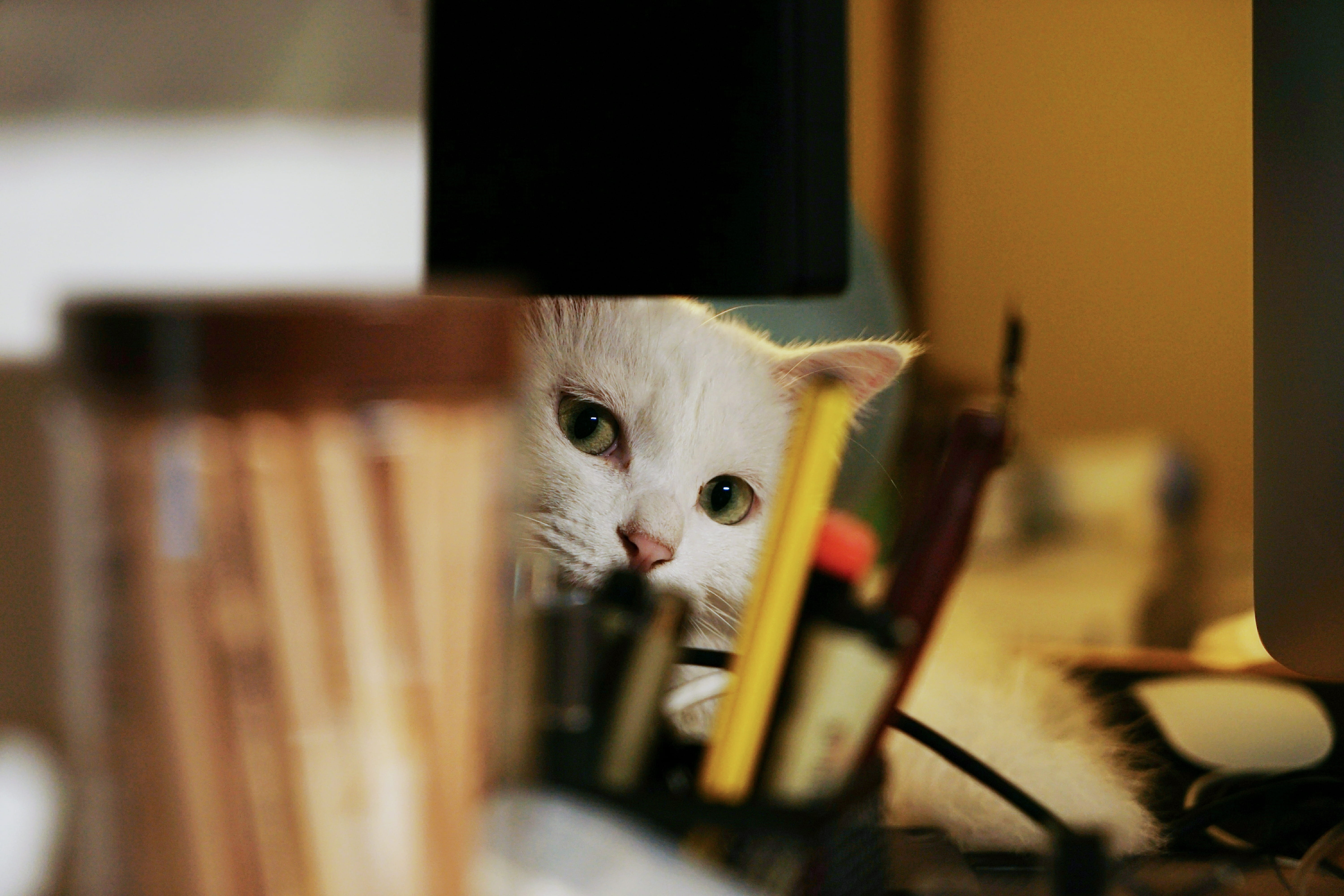 vertebrate, alpha 7, animal head, looking, one animal, no people, animal themes, sony, animal, cat, kitten, pets, portrait, selective focus, mammal, animal eye, HD Wallpaper